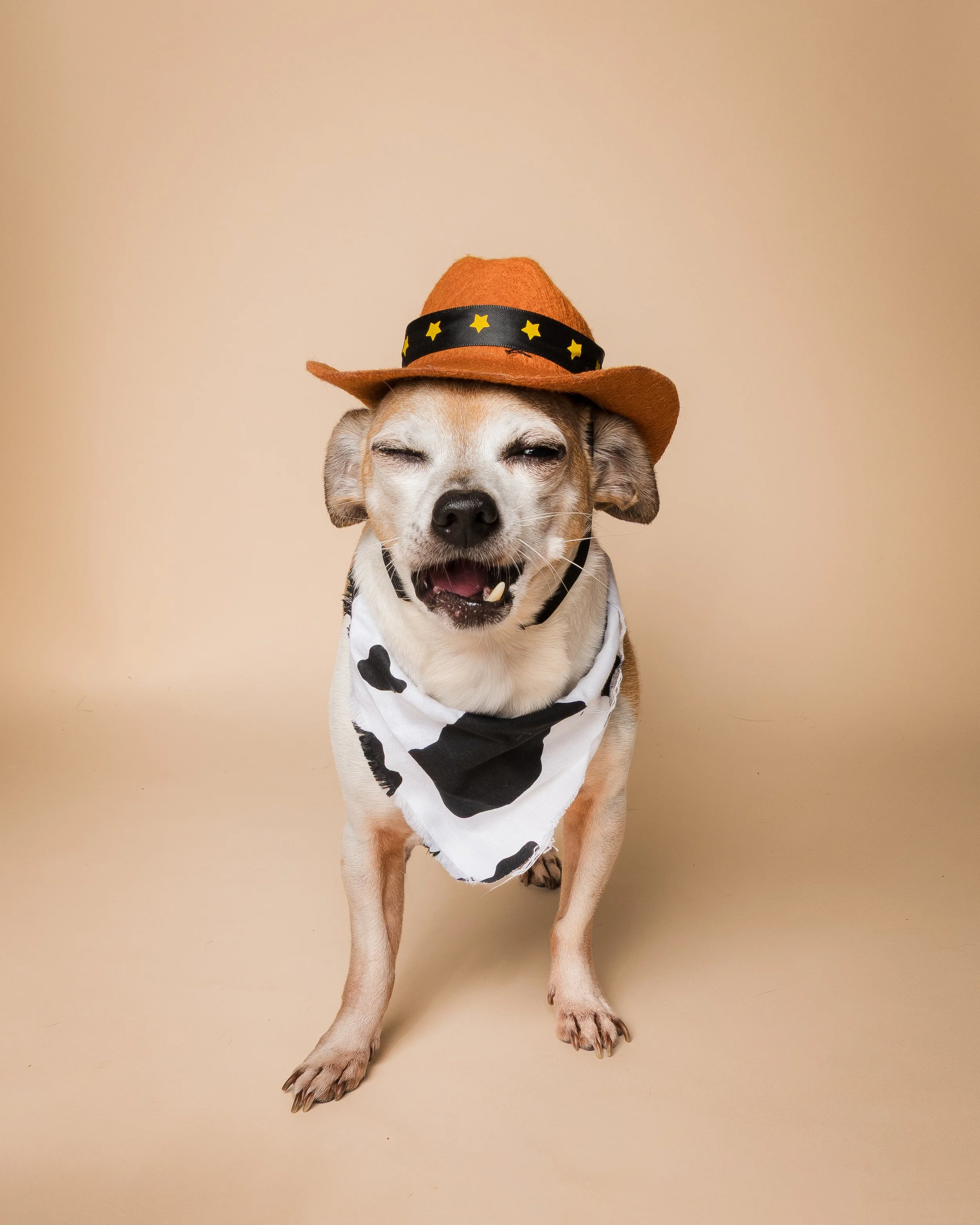 best-dog-photographer-Connecticut-New London County-Groton-Waterford-Chester-Coventry-Mystic-Old Lyme-Niantic-Stonington-Albany Raquel