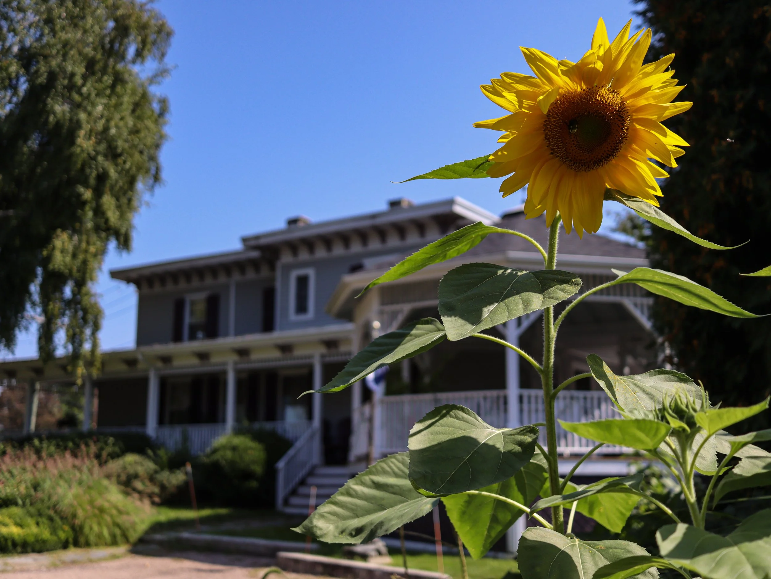 🌻🧜‍♀️✨ As the sunflowers bloom around our Inn, they serve as a vibrant reminder of the radiant warmth and hospitality we extend to each of our guests.

With the weekend here, we're raising our glasses to the promise of delightful days ahead. 🥂 Joi