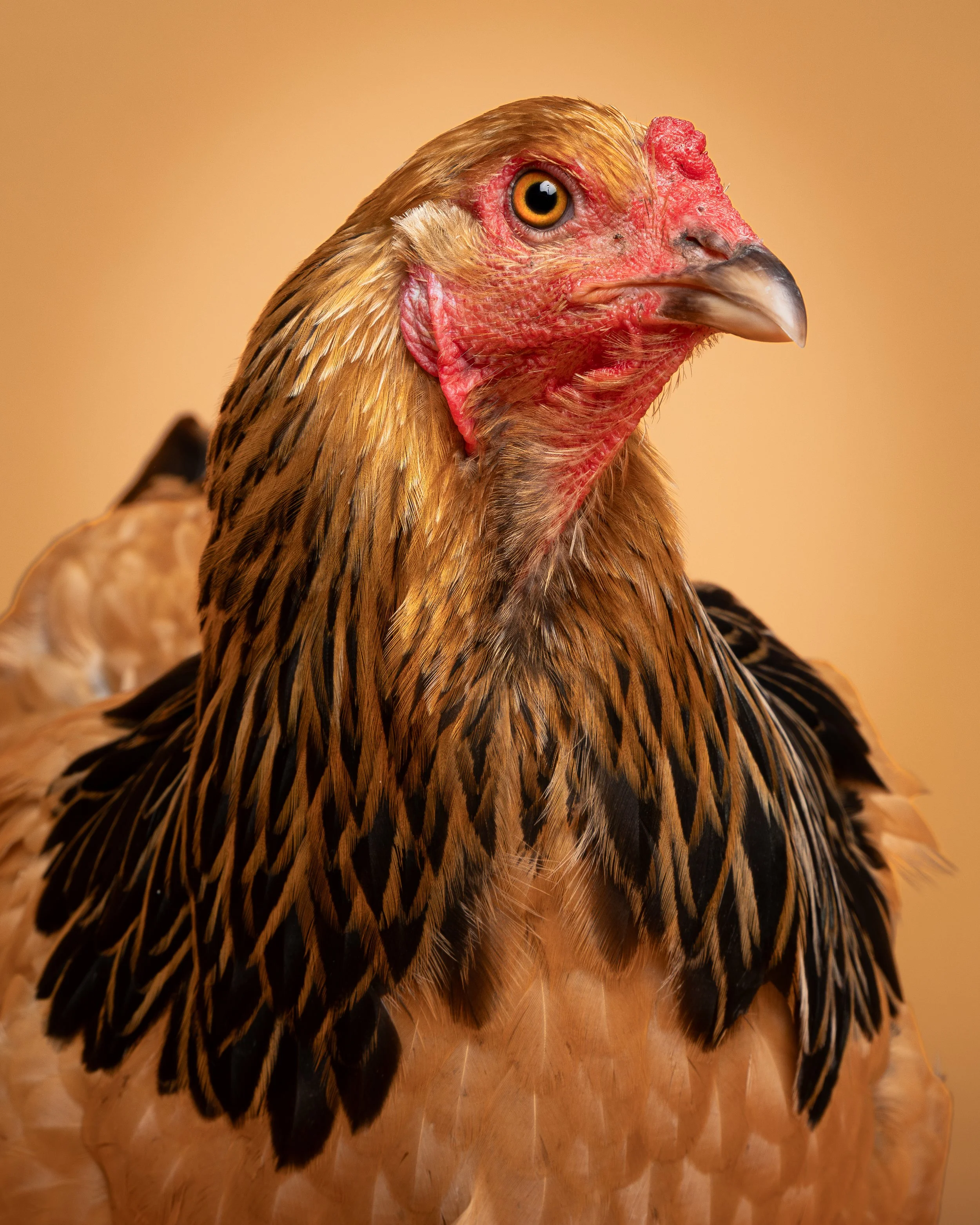 best-animal -pet-chicken-farm animal-photographer-Connecticut-New London County-Groton-Waterford-Chester-Coventry-Mystic-Old Lyme-Niantic-Stonington-Albany Raquel