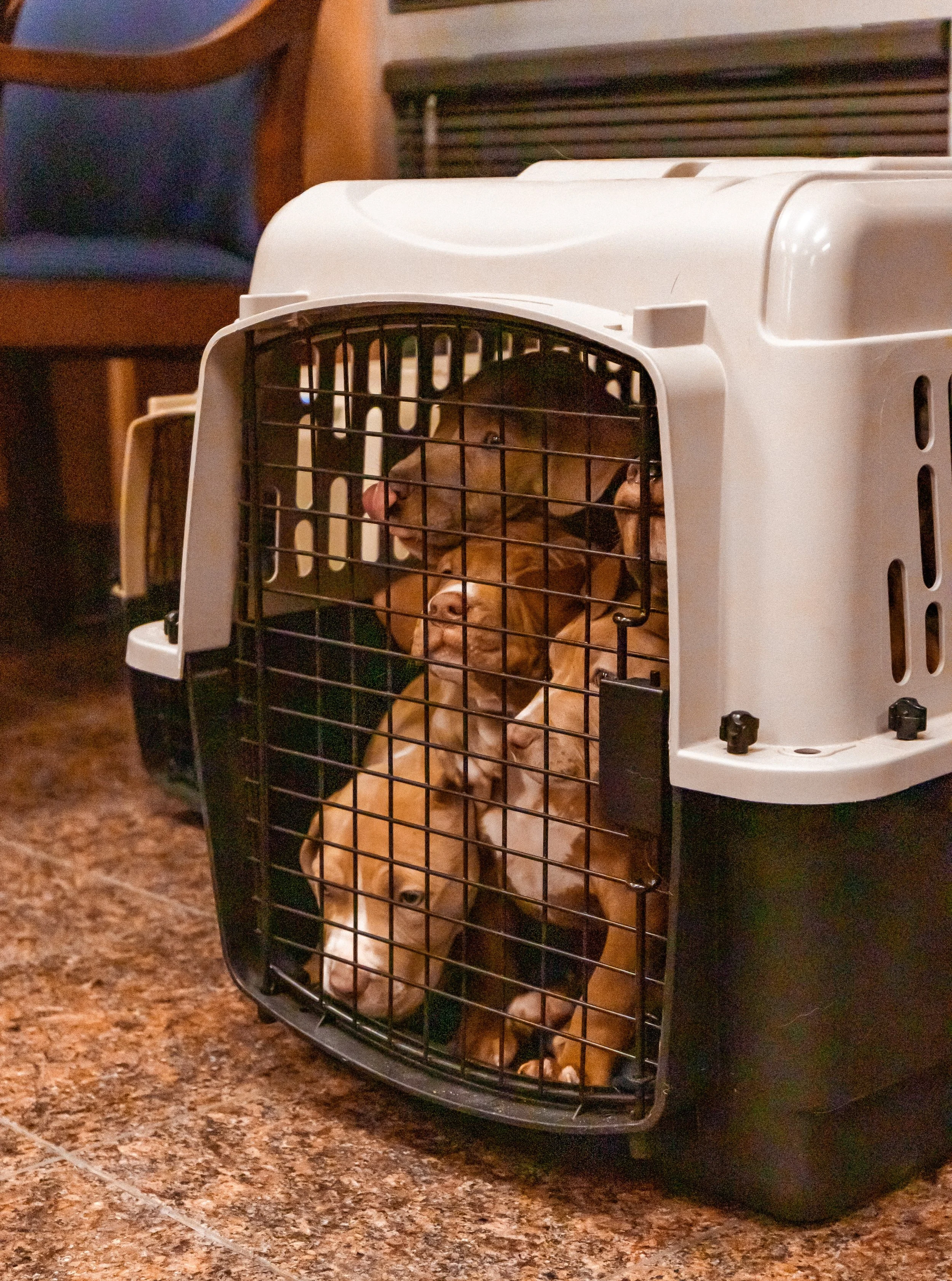 Puppies  dogs rescue WOFAR.jpg