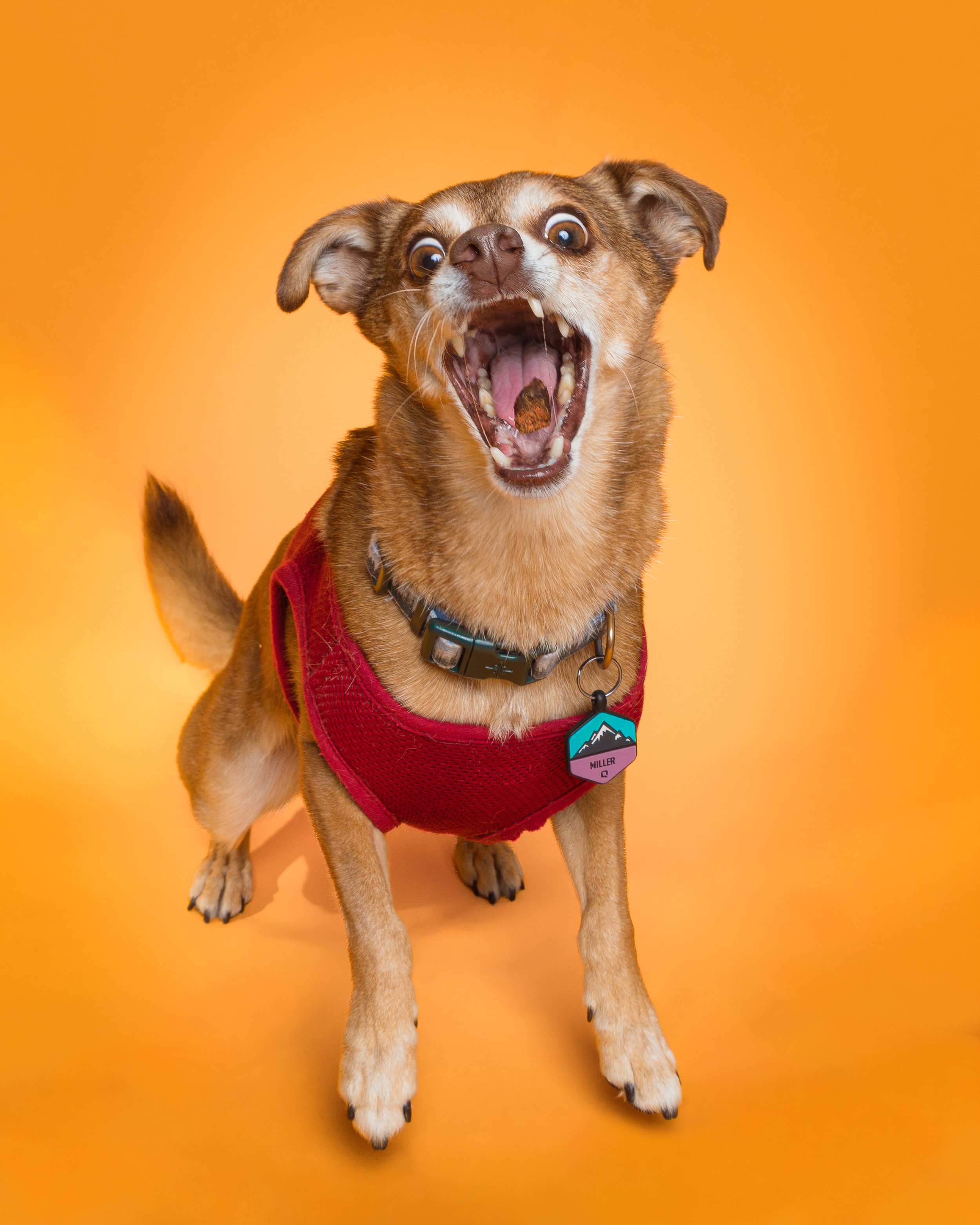 Ellie Dog Portrait - CT Pet Photographer, Albany Raquel