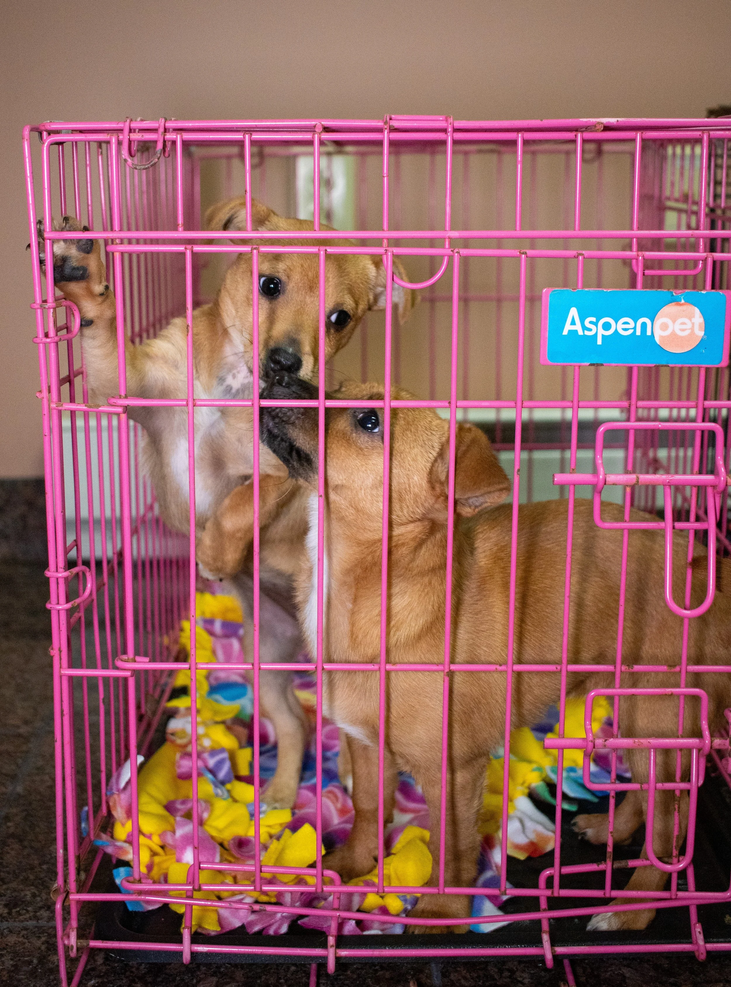 Wings of Freedom Animal Rescue.jpg