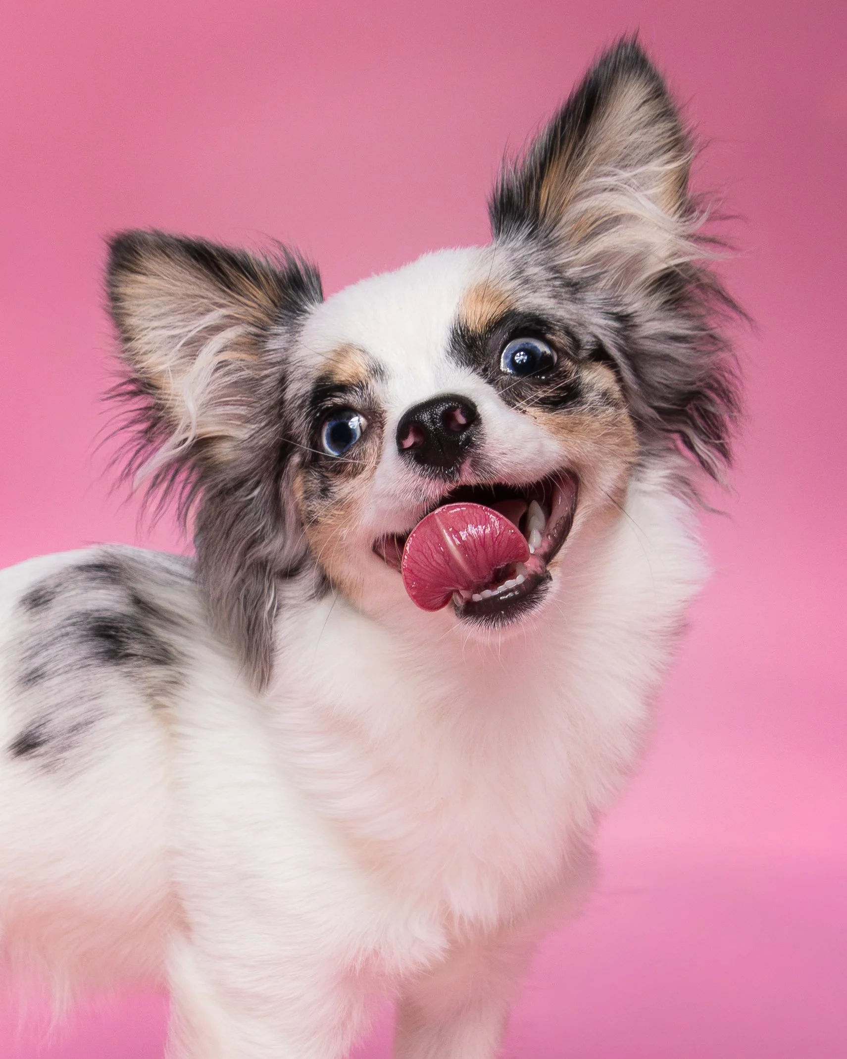 Ellie Dog Portrait - CT Pet Photographer, Albany Raquel