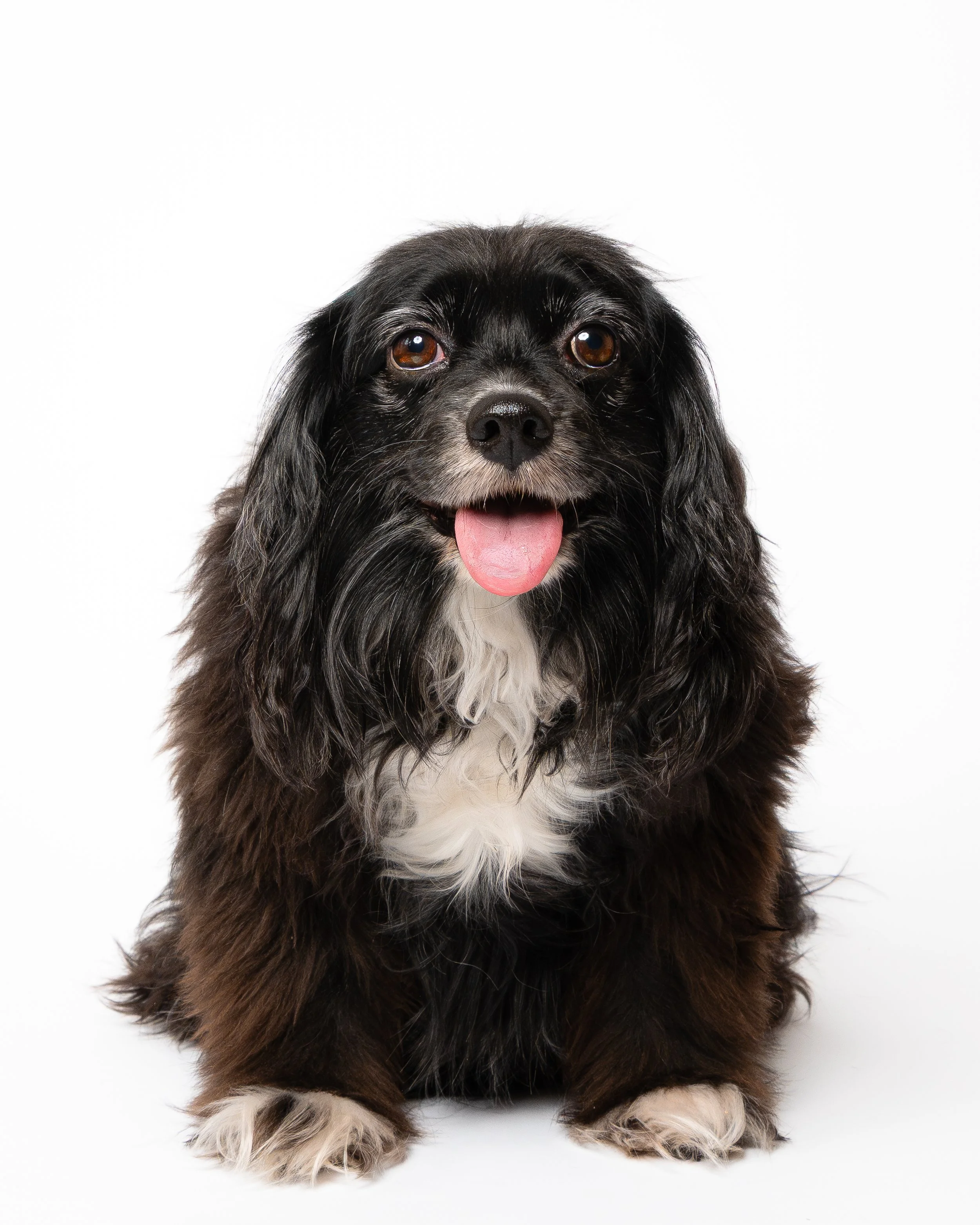 best-dog-photographer-Connecticut-New London County-Groton-Waterford-Chester-Coventry-Mystic-Old Lyme-Niantic-Stonington-Albany Raquel