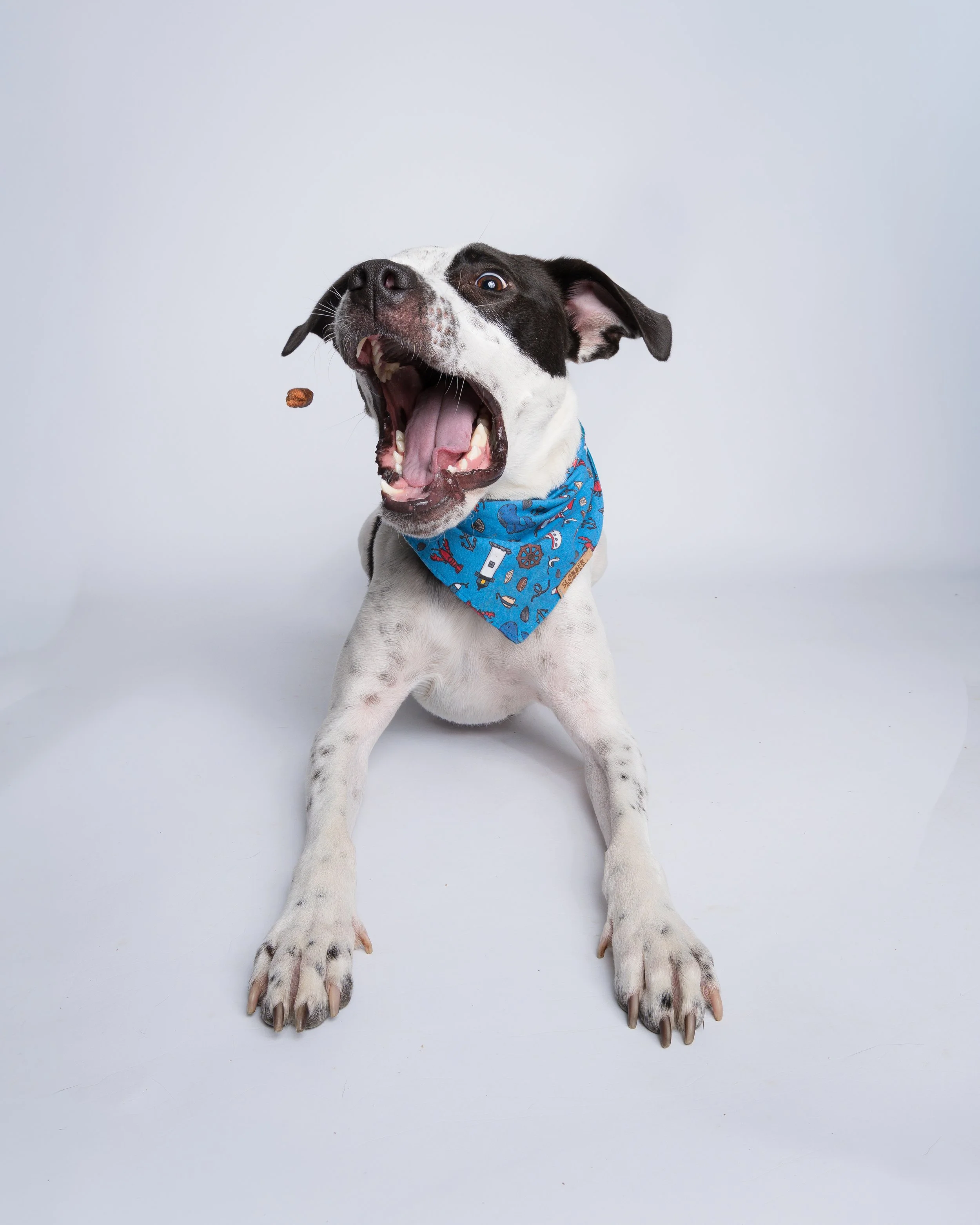 Dog Portrait - CT Pet Photographer, Albany Raquel