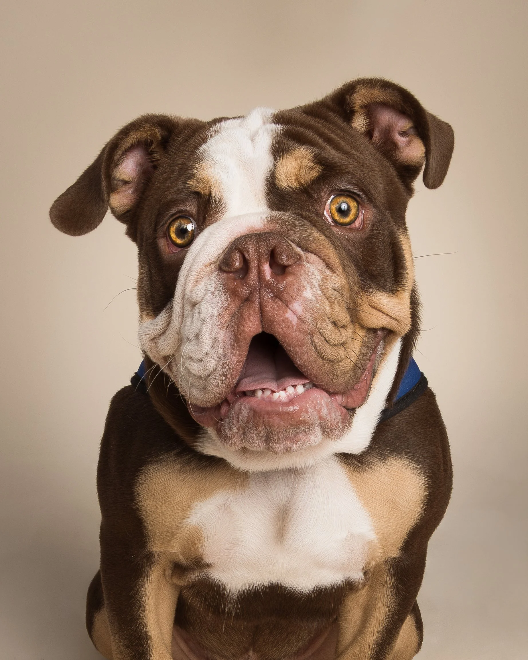 Ellie Dog Portrait - CT Pet Photographer, Albany Raquel
