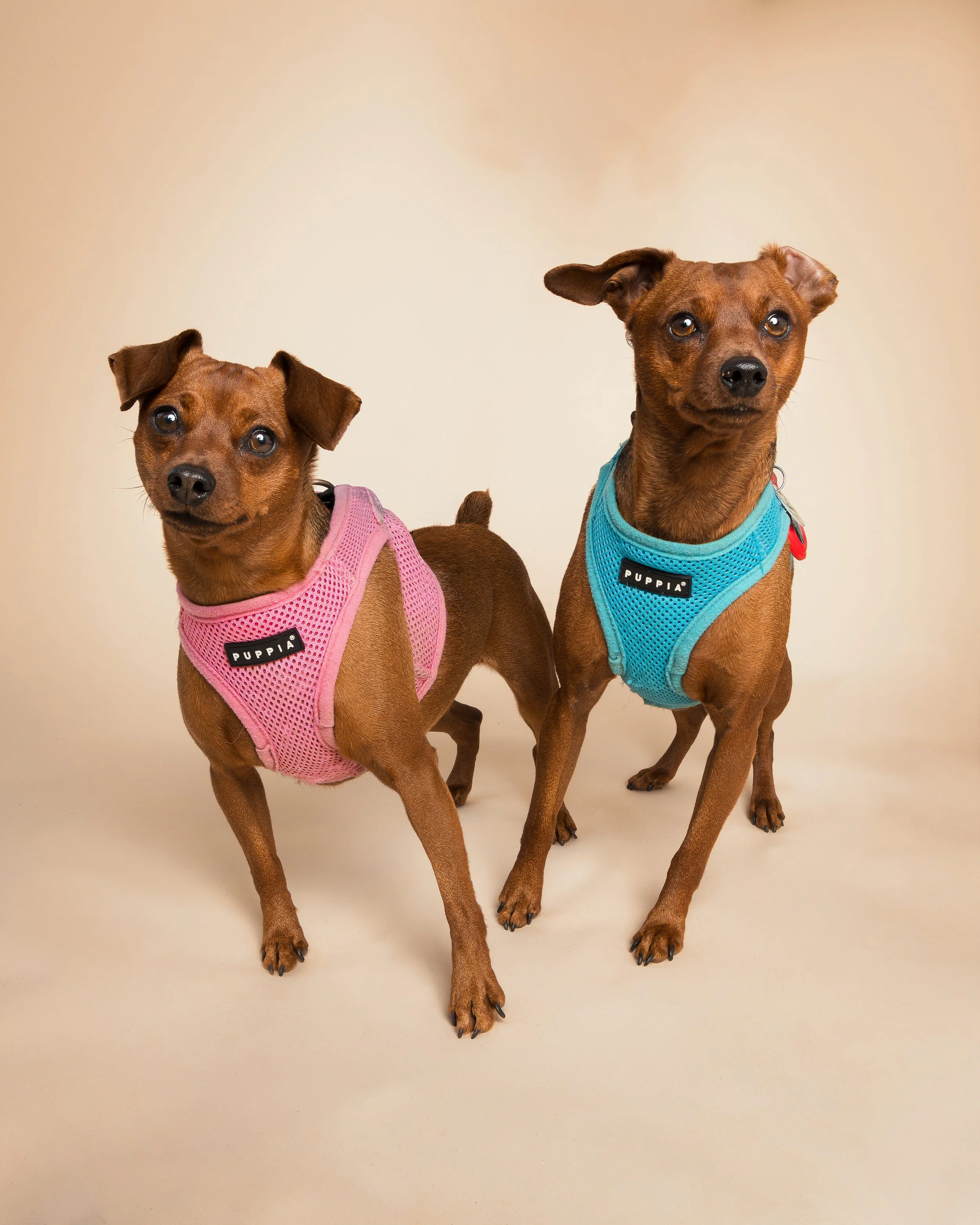 Ellie Dog Portrait - CT Pet Photographer, Albany Raquel