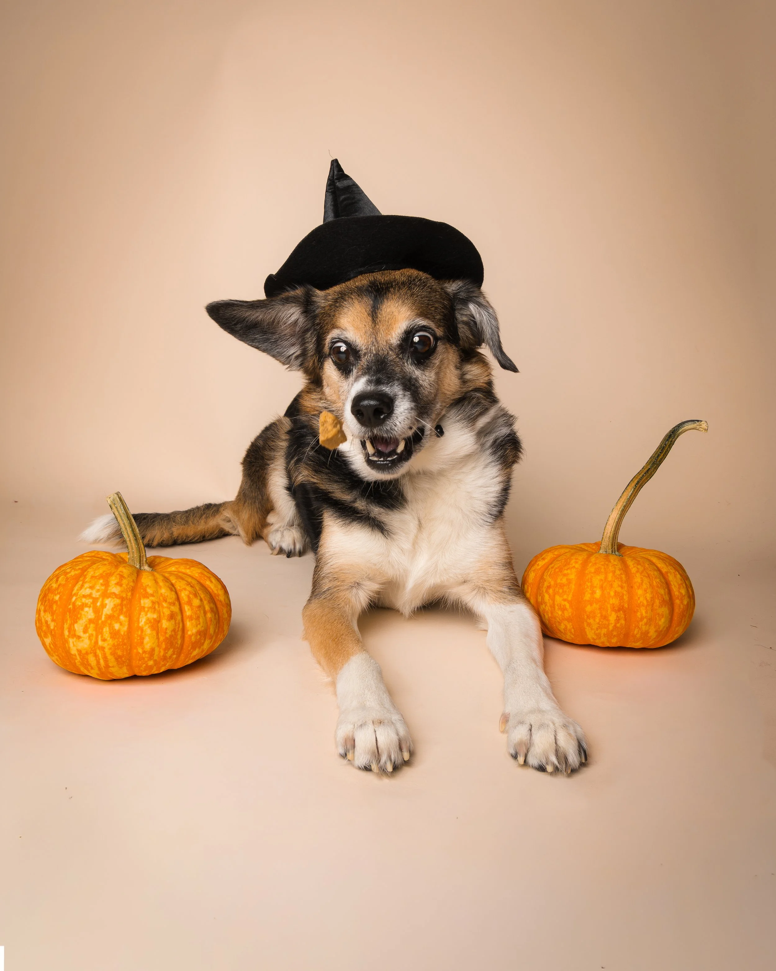 best-dog-photographer-Connecticut-New London County-Groton-Waterford-Chester-Coventry-Mystic-Old Lyme-Niantic-Stonington-Albany Raquel