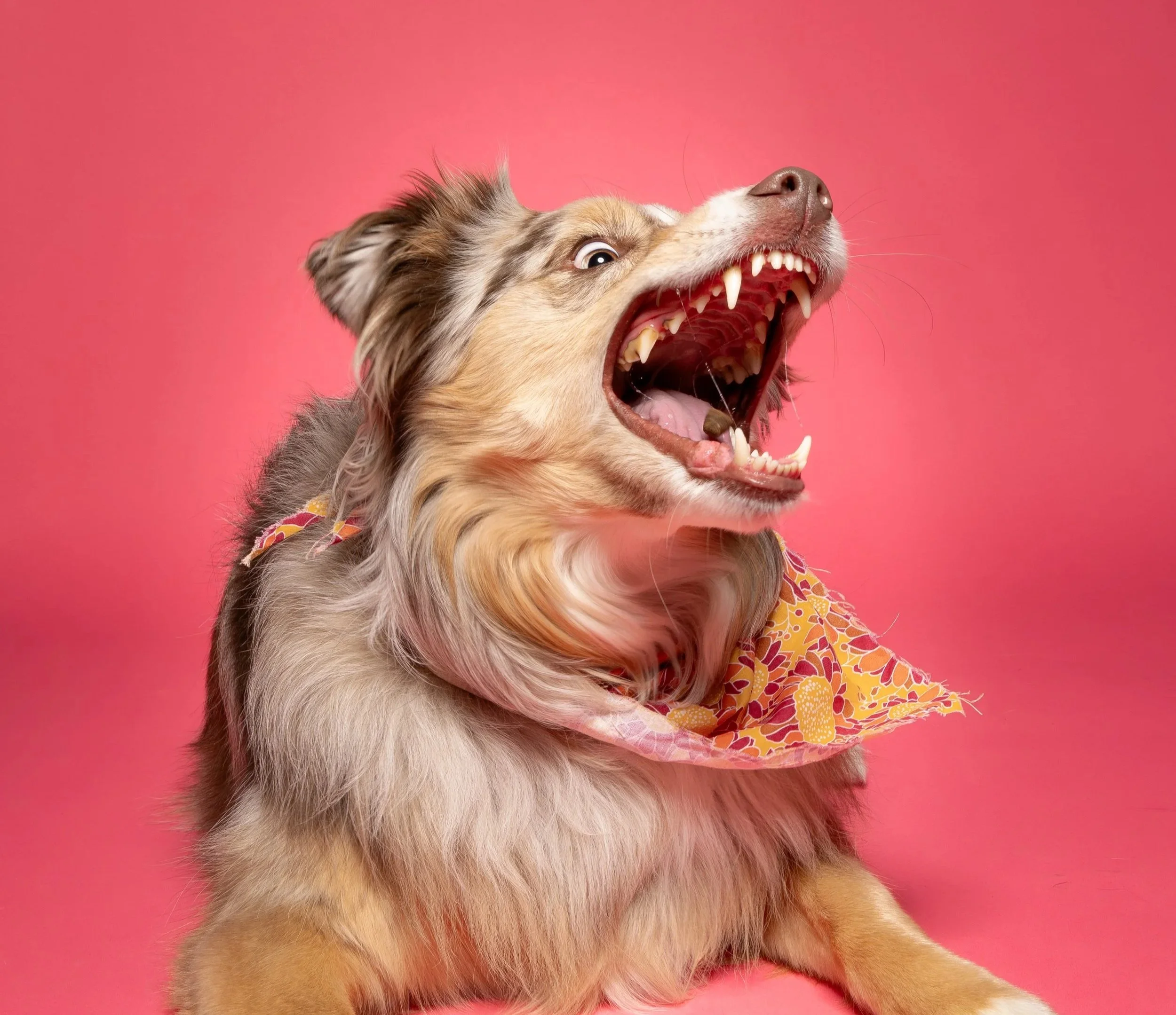 Ellie Dog Portrait - CT Pet Photographer, Albany Raquel
