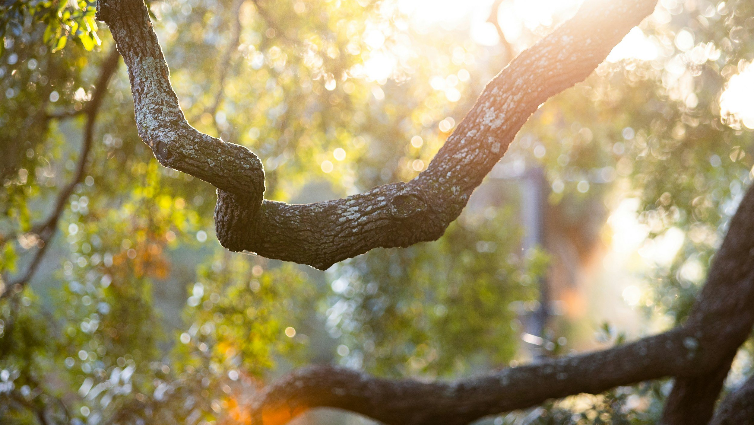 Close-up of a textured tree branch with sunlight filtering through the leaves in the background.