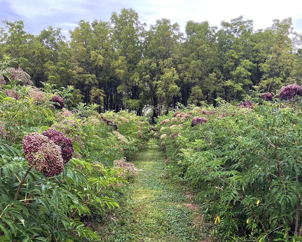 Turkeyfoot Creek Elderberry Farm Premium America Black Elderberries