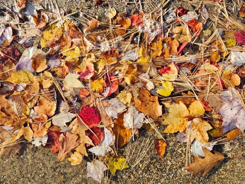 Fall 2025 Program Updates!