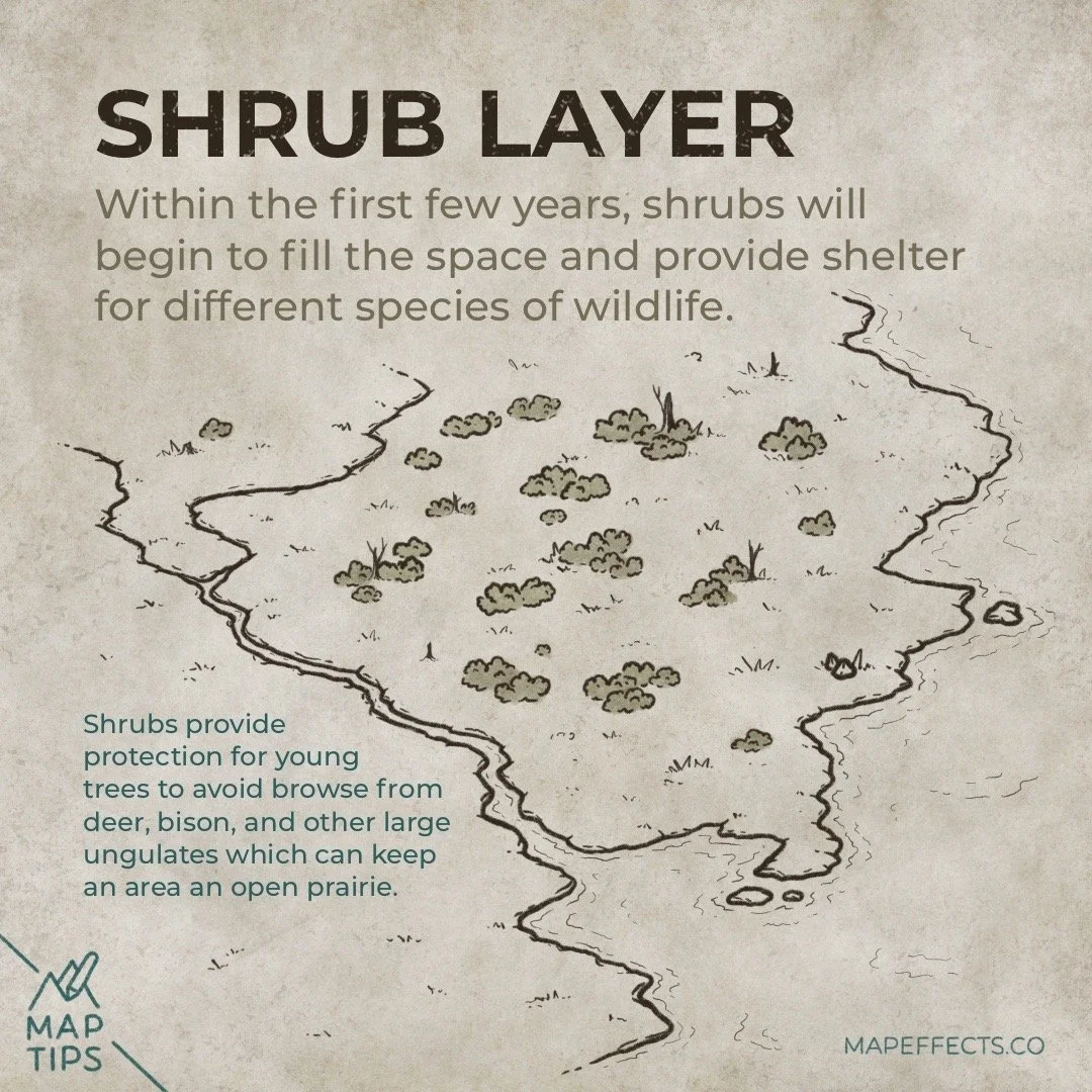 Forests - Where to Place them on Your Fantasy Maps — Map Effects