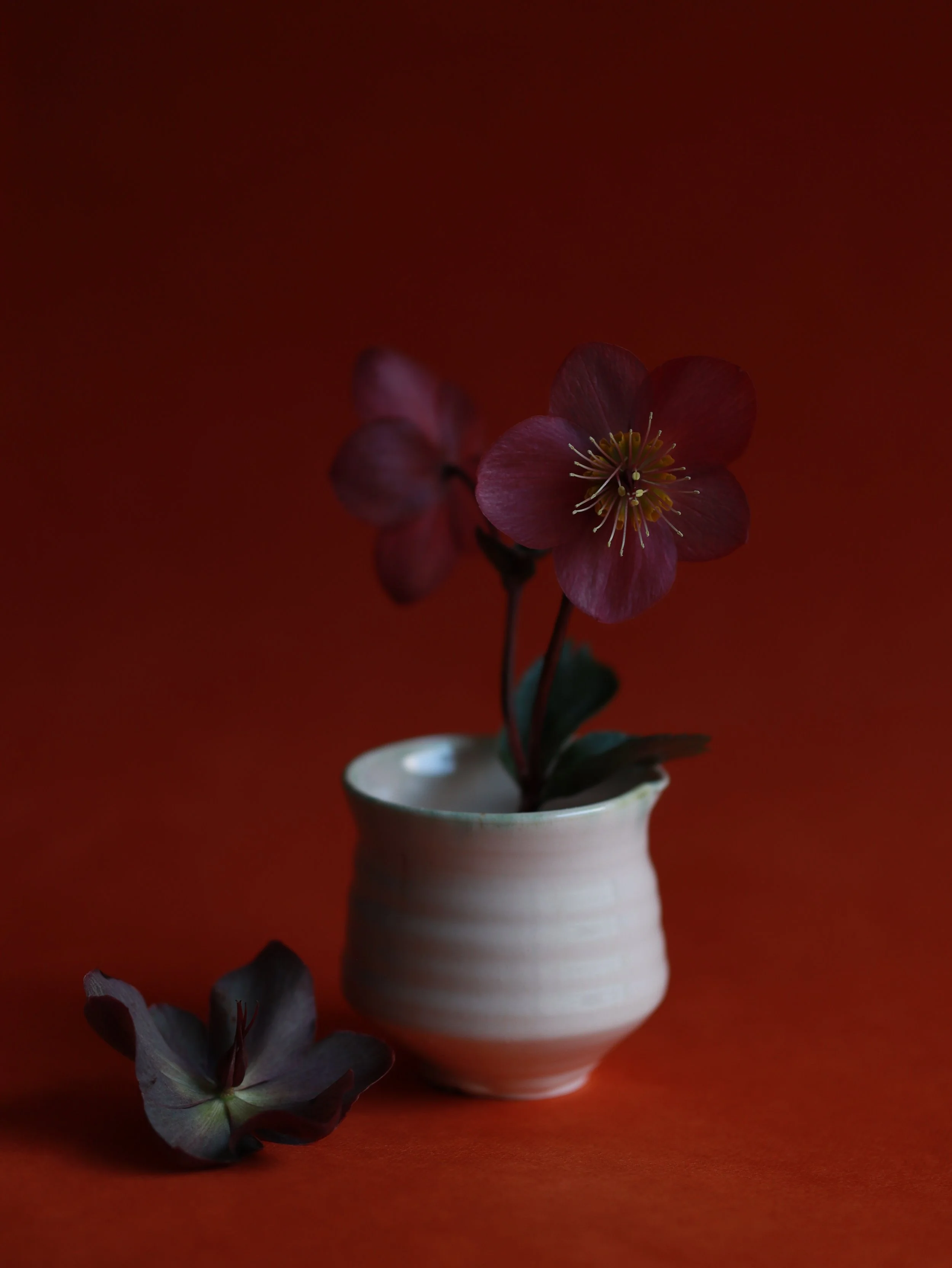 Flora I, hellebore with porcelain cup by Flora Fabris