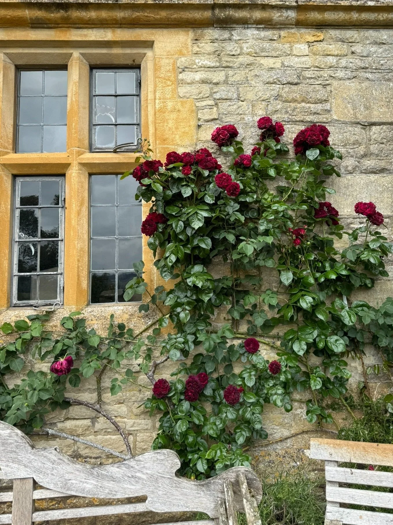 Drama in Bloom