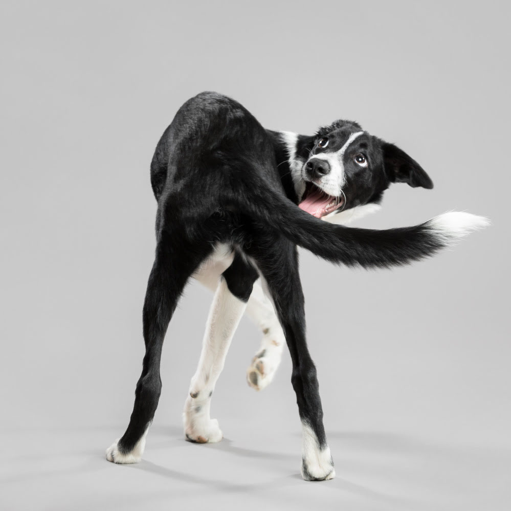 5 Fun Ways to Keep Your Active Dog Entertained!