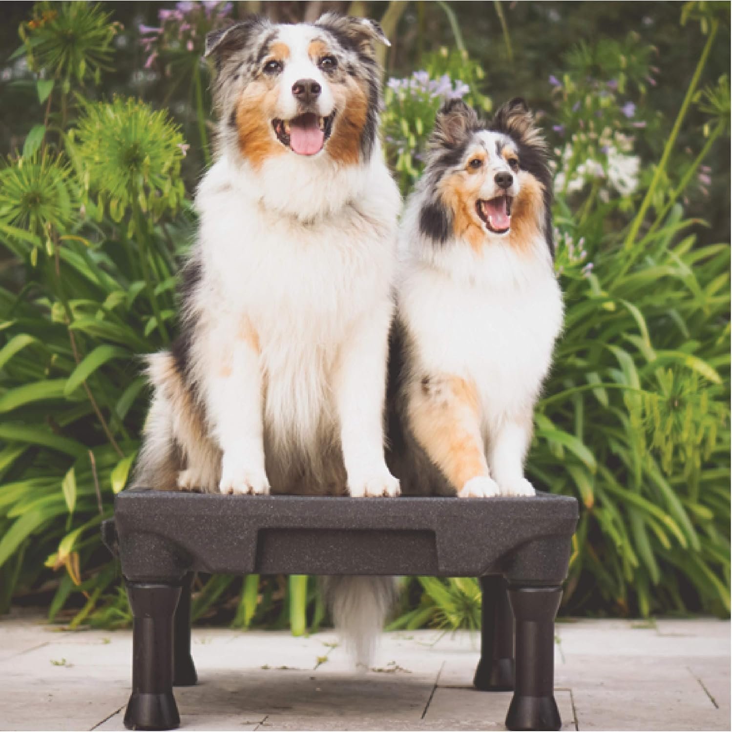 Pros and Cons of Blue-9 KLIMB Dog Training Platform