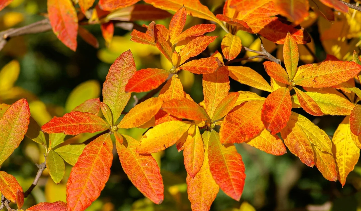 Why Rhododendrons Turn Yellow? — All Seasons Supply