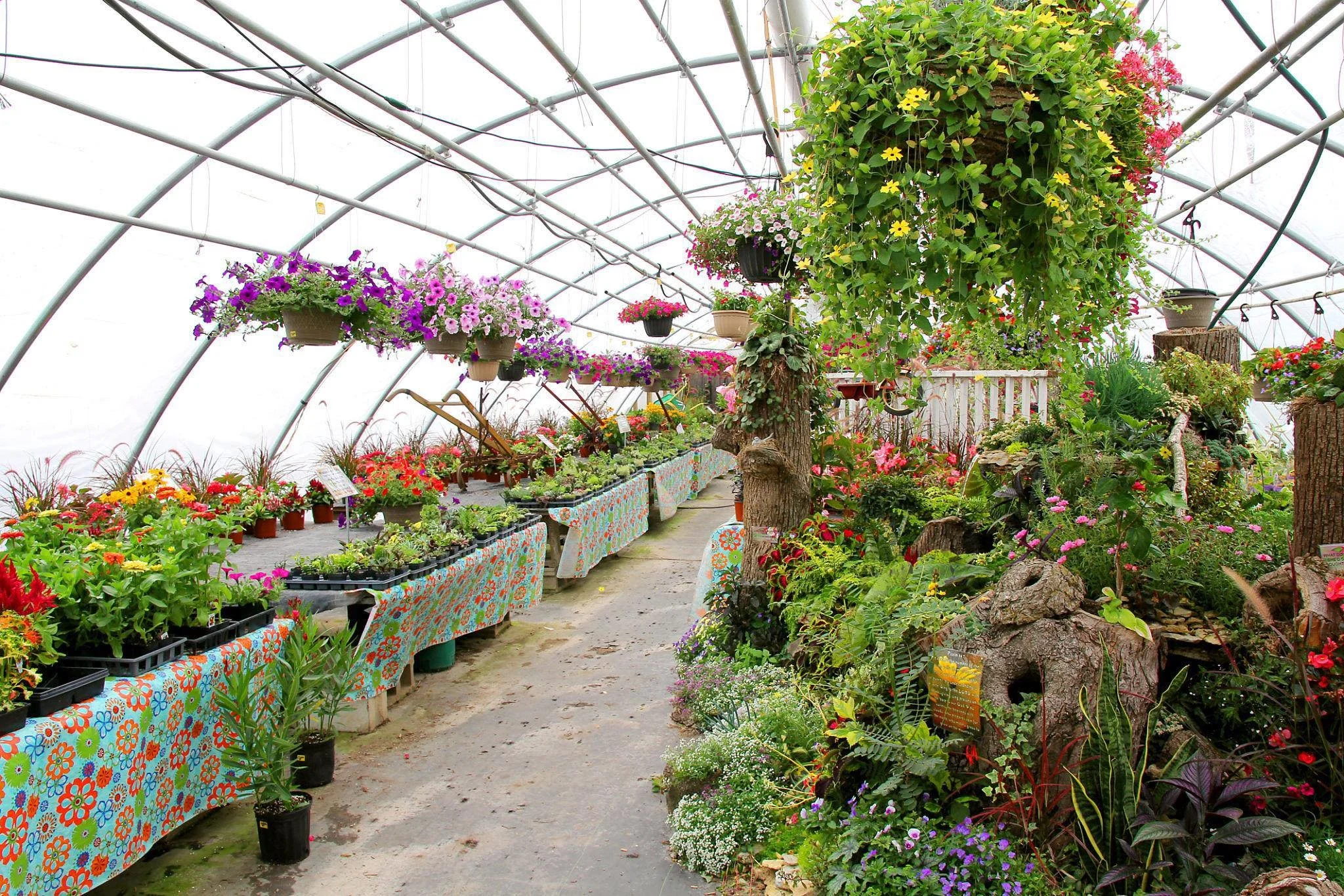 Choosing the Best Nursery in Blowing Rock: A Buying Guide for High Country Gardeners
