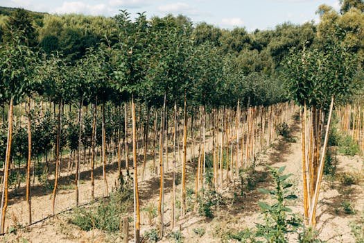 Trees for High Country Landscaping: Spring Planting Guide