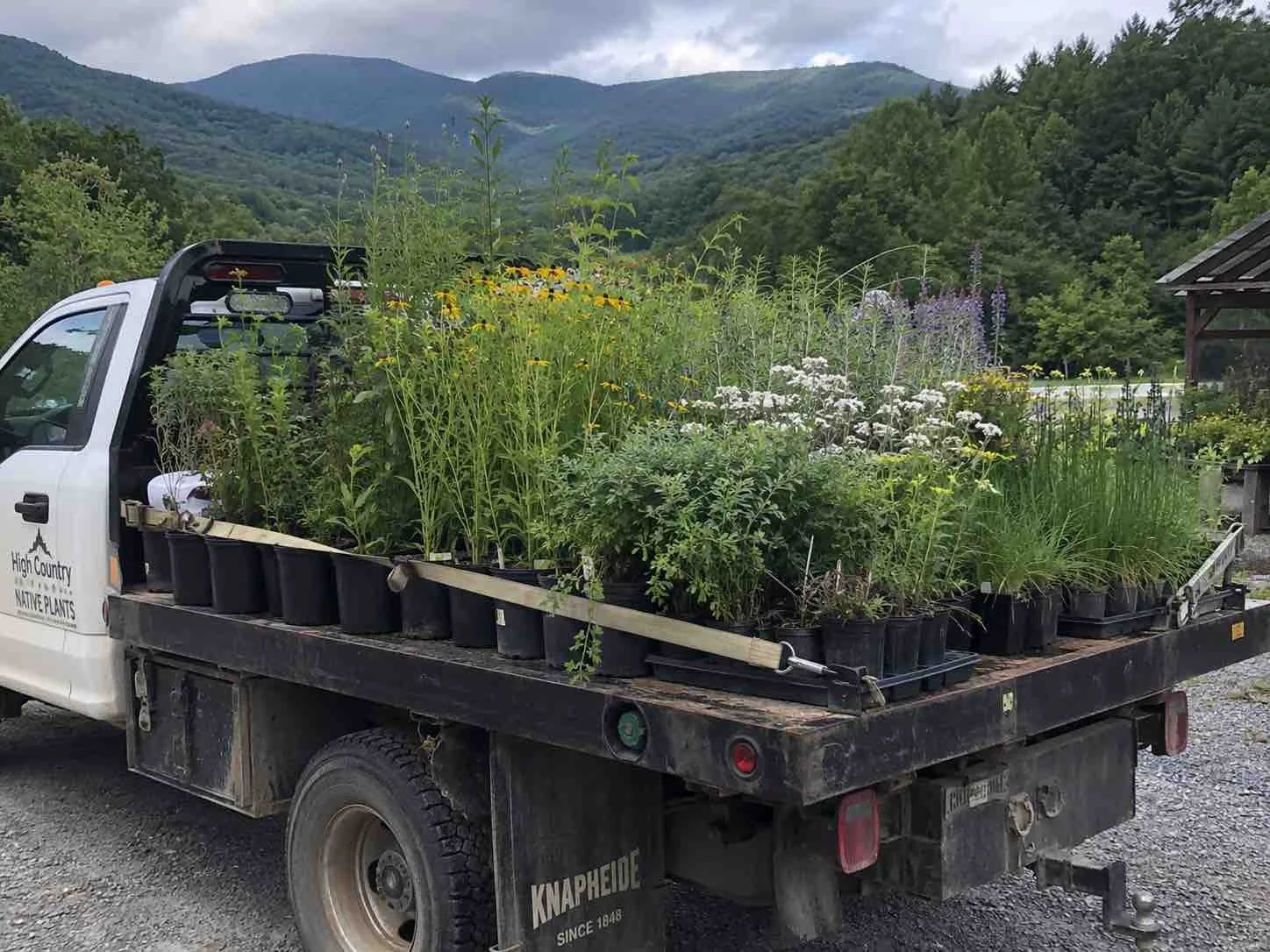 Native Shrubs for the High Country NC: Spring Planting Guide