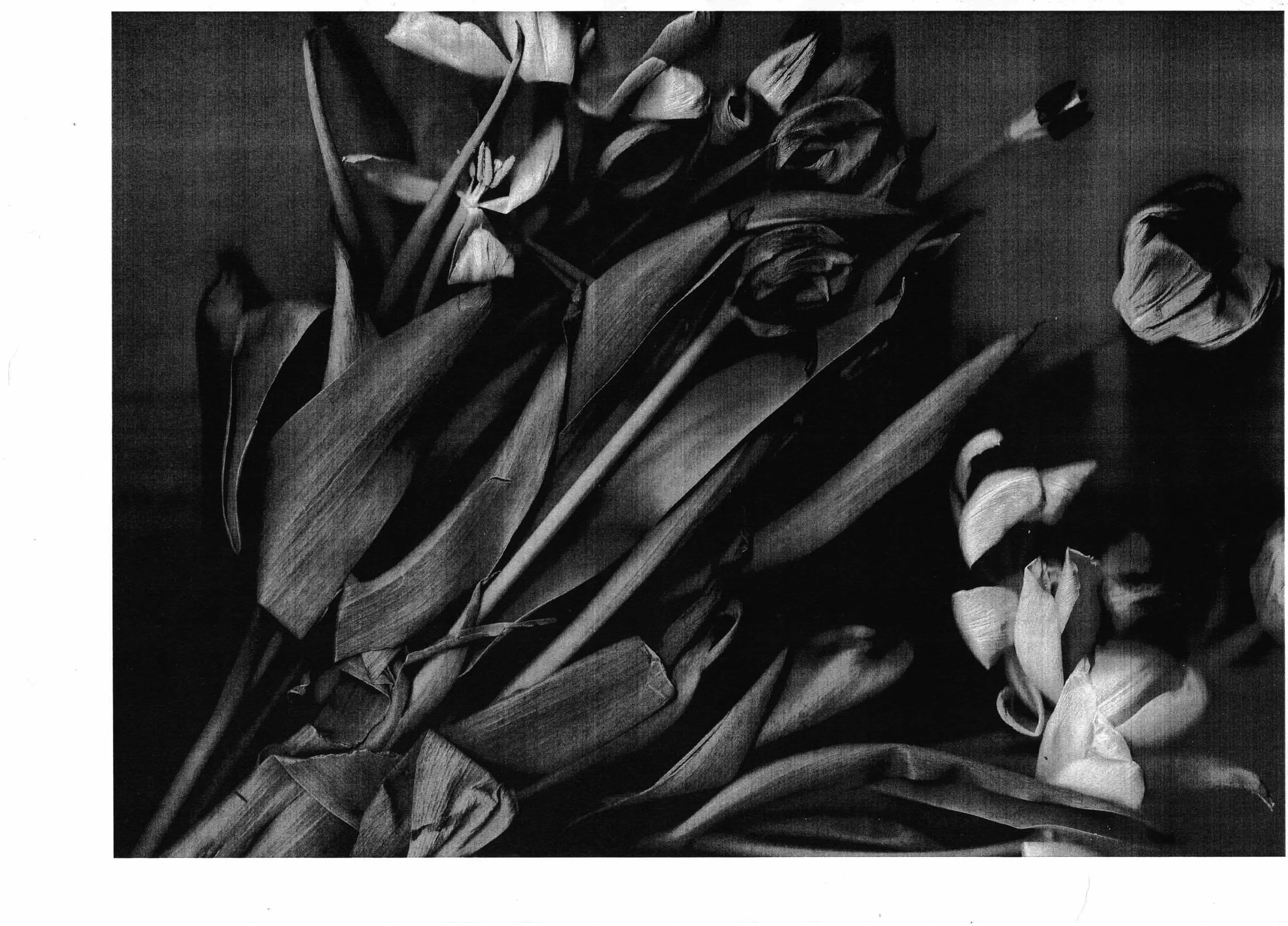 tulpen.jpg