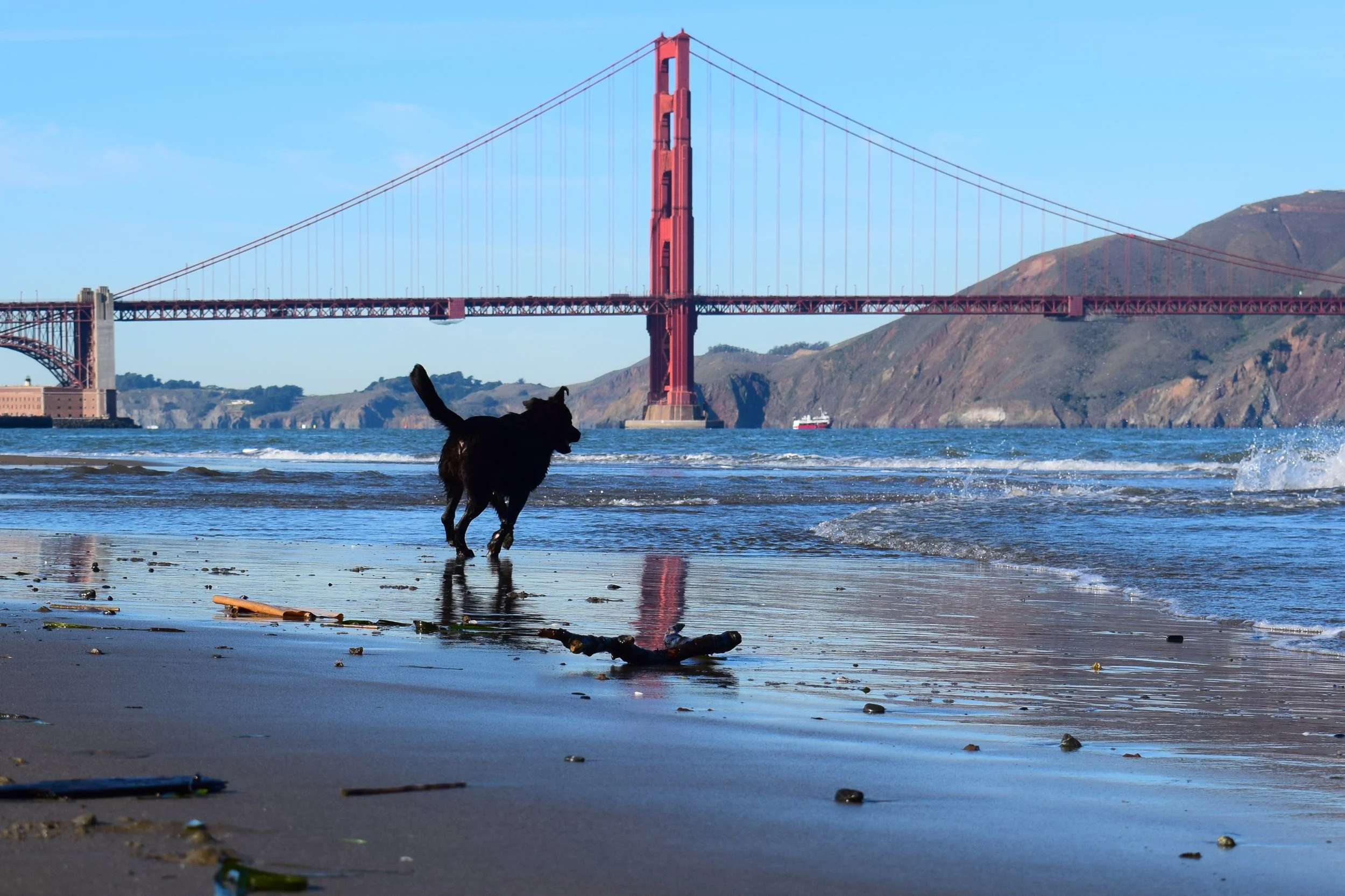 Ultimate Guide to Dog Walking in SF: Tips for Paw-some Adventures!