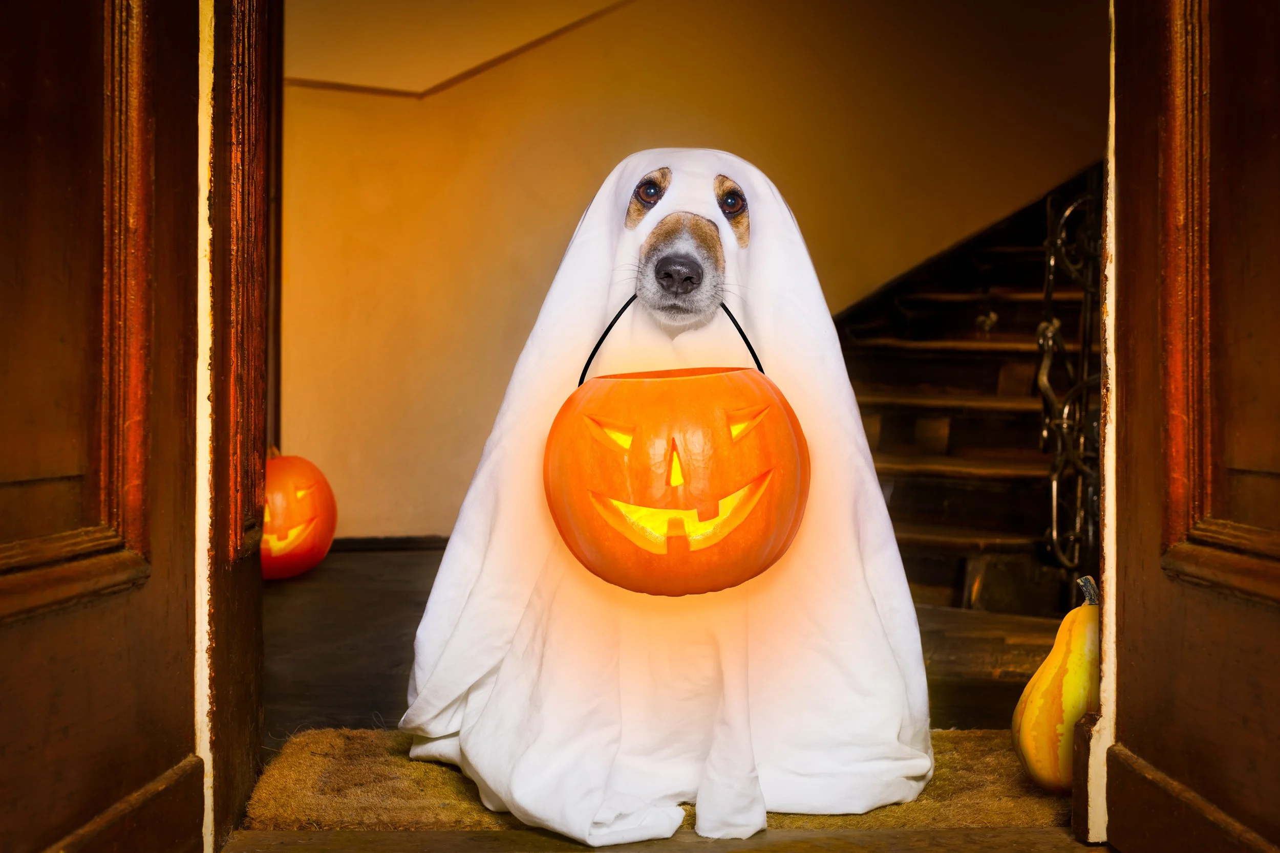 Best Places to Buy Dog Halloween Costumes in San Francisco