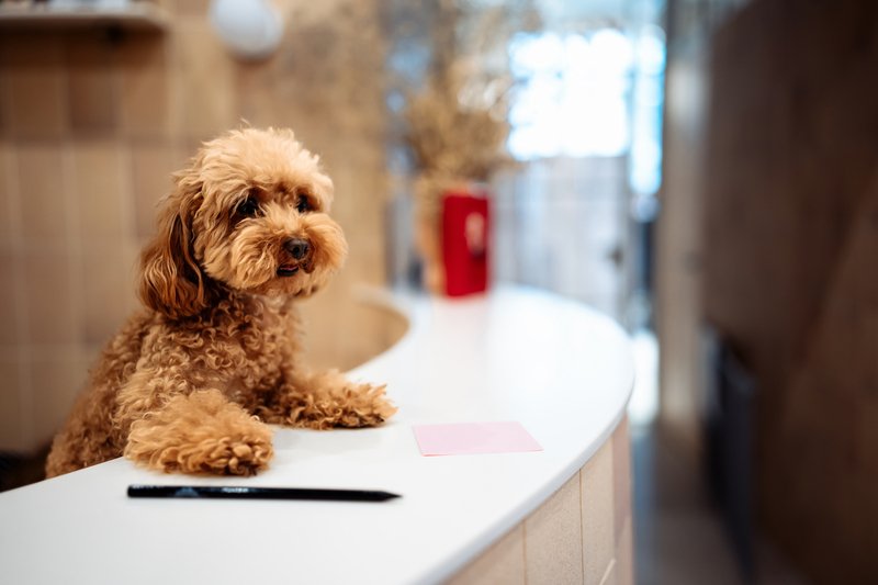 How San Francisco Professionals Create Work-Life Balance with their Dogs