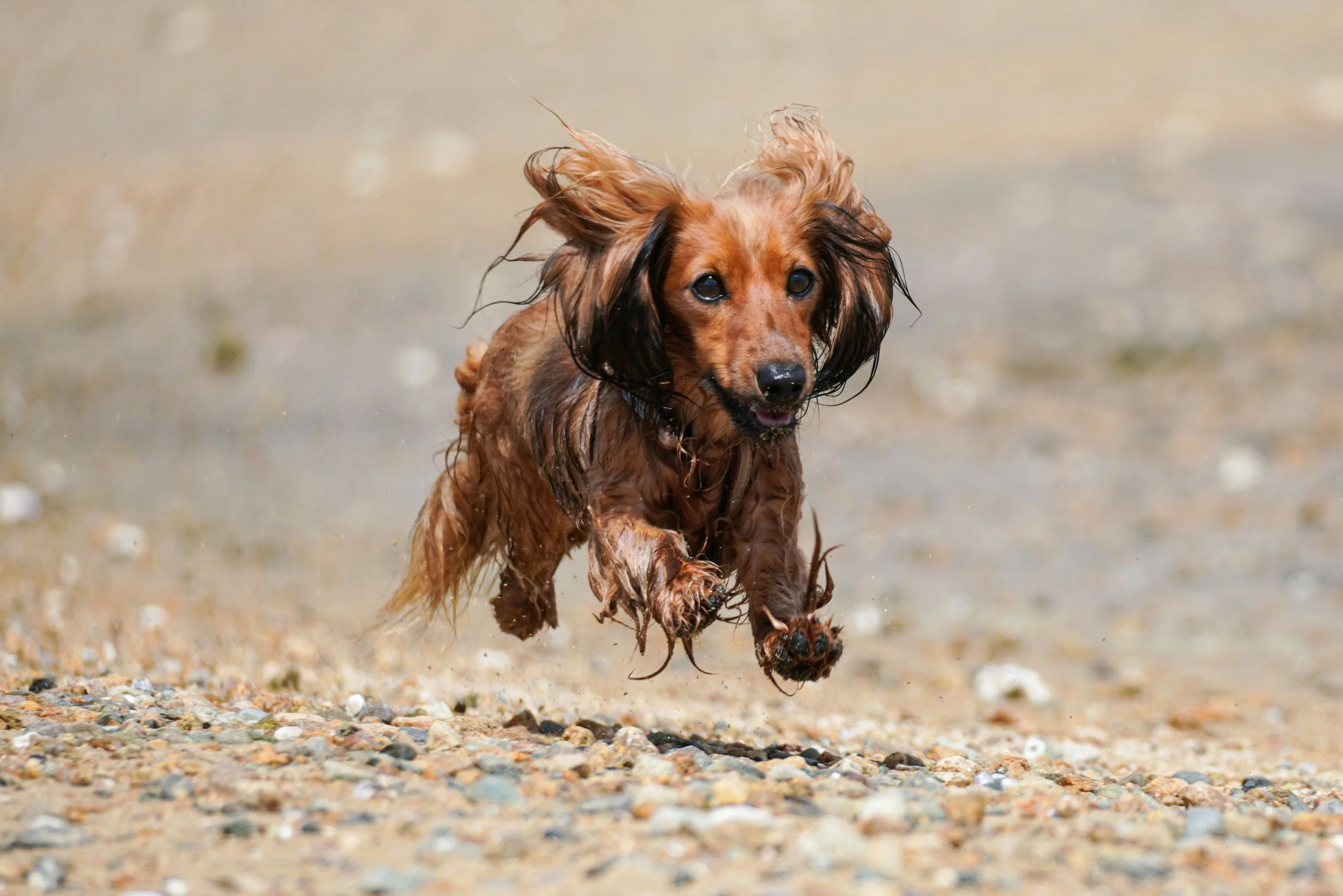 The Best Off-Leash Dog Parks in San Francisco