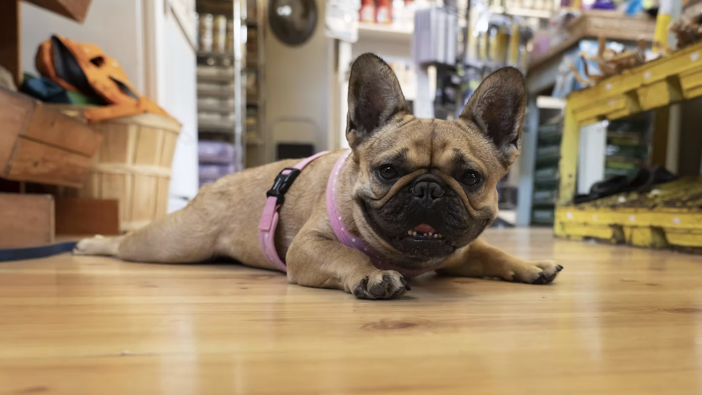dog costume shopping at Noe Valley Pet Company San Francisco