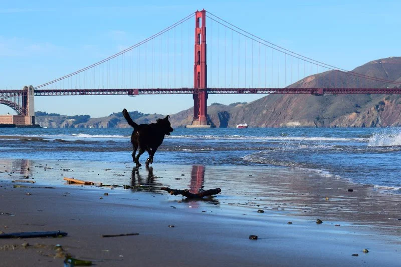 Tips for Dog Walking in San Francisco — Blue Dog SF