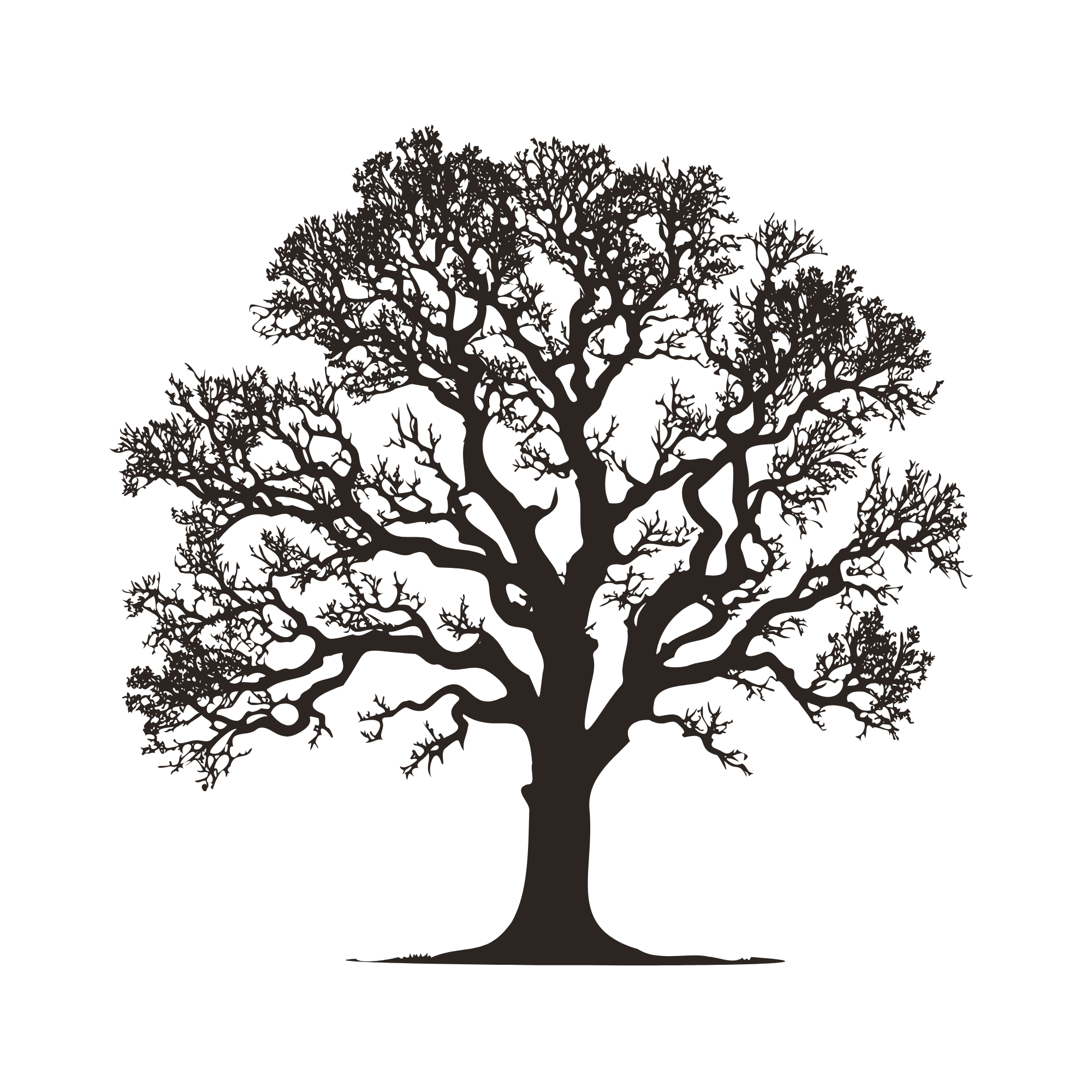 Oak tree sketch