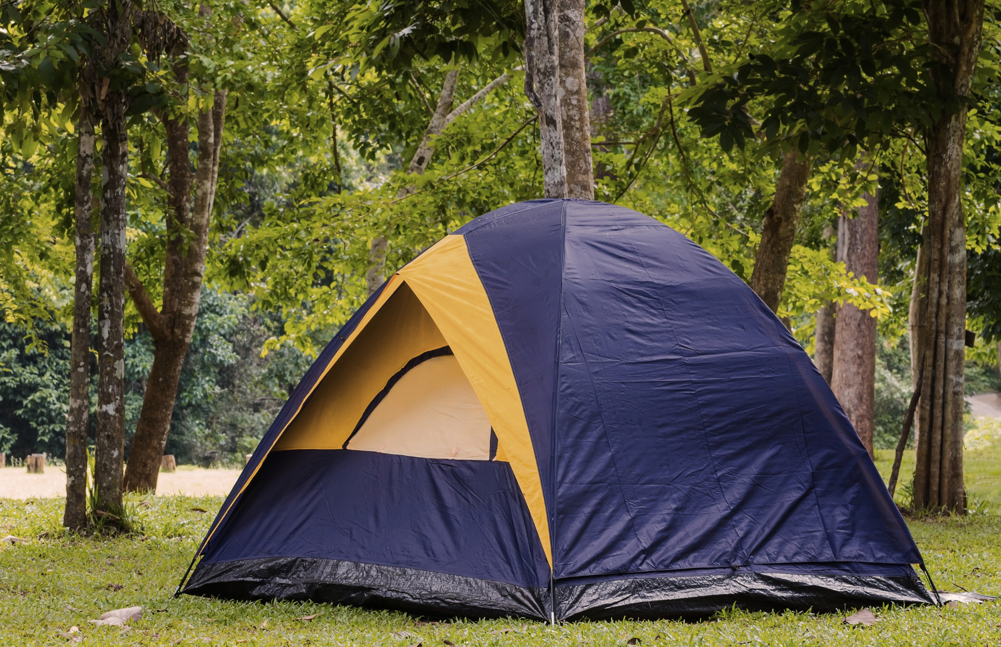 Tent campsite surrounded by oak trees