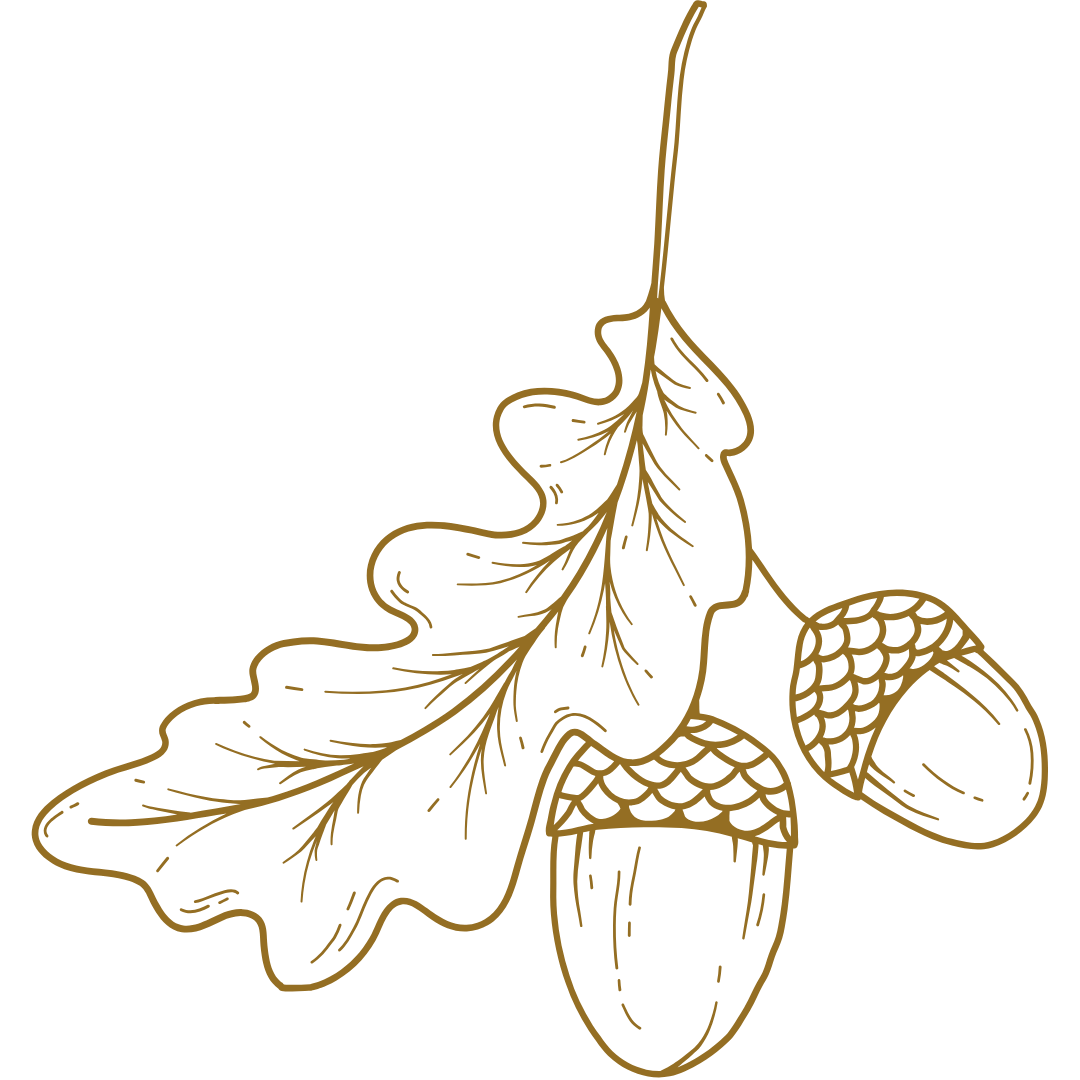 Line drawing of an oak leaf with an acorn attached.
