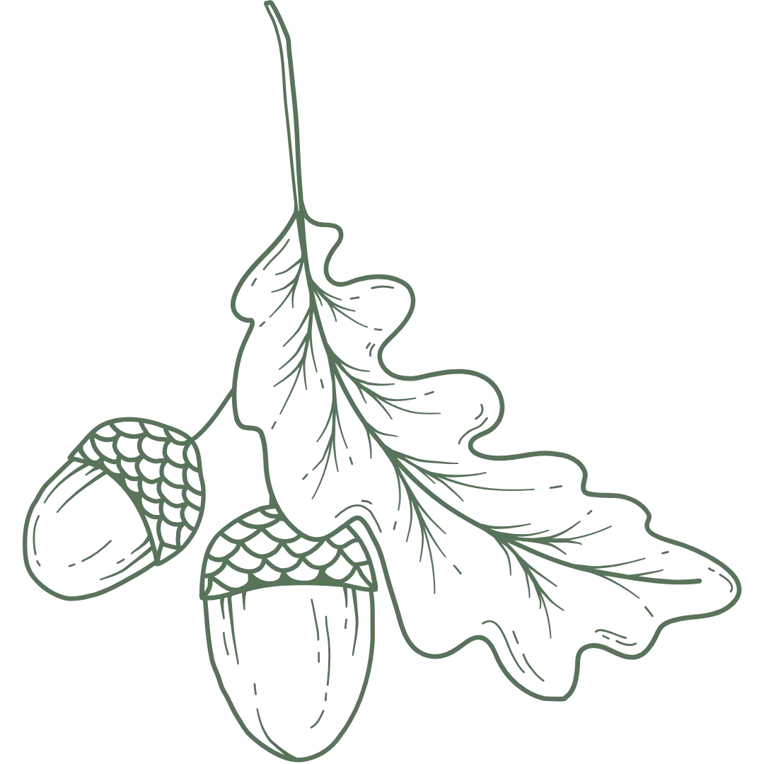 Line drawing of an oak twig with leaves and acorns.