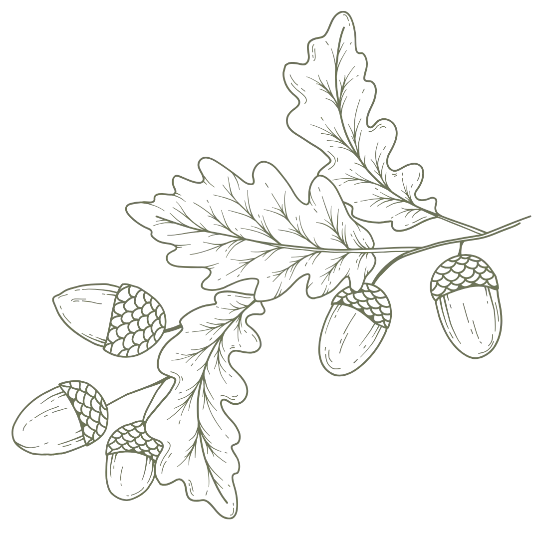 Line drawing of a plant with leaves, flowers, and seed pods on a black background.