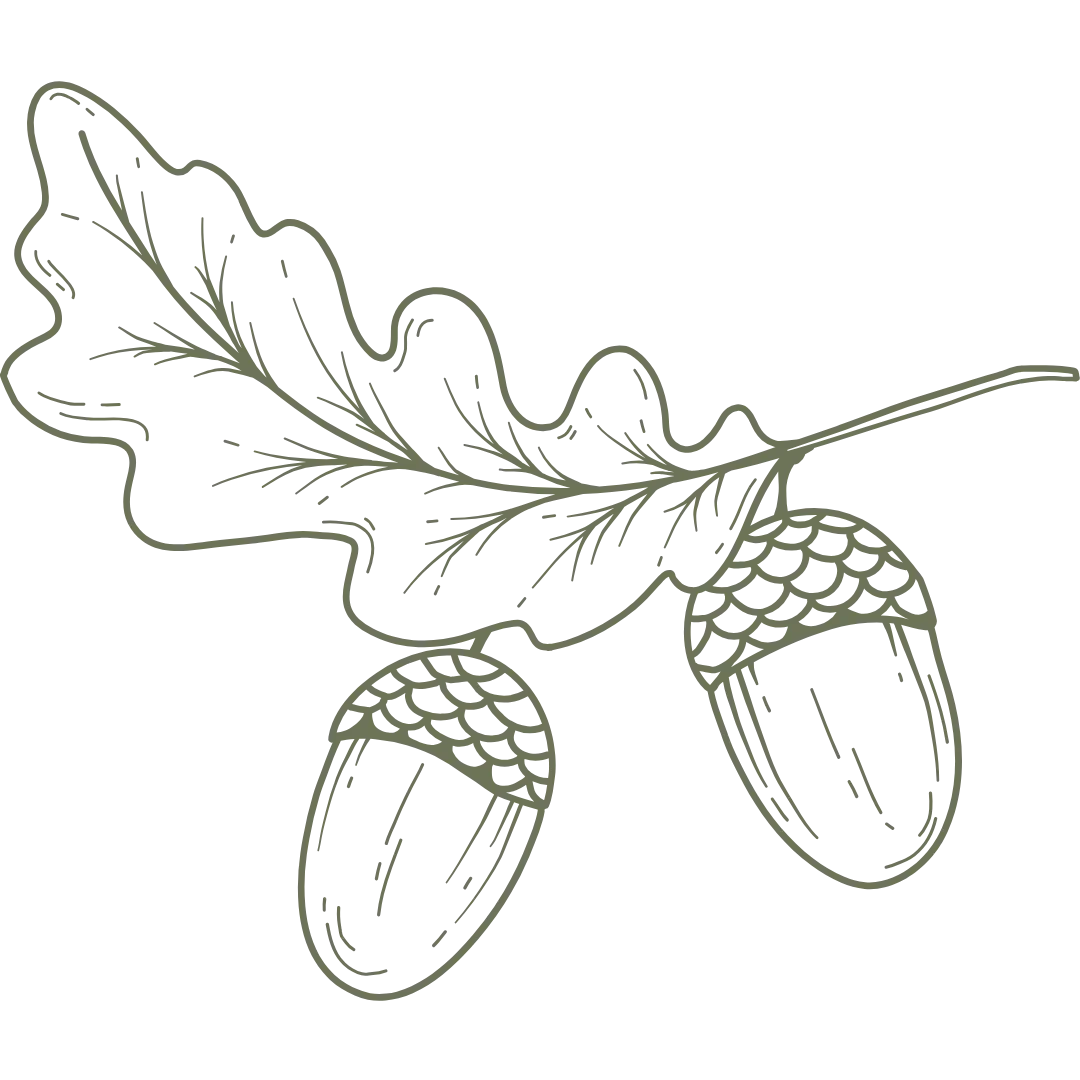 Line drawing of an oak branch with leaf and acorns.