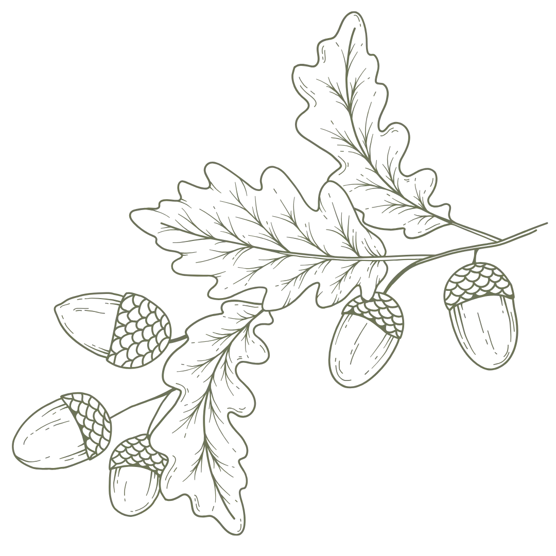 Line drawing of an oak branch with leaves and acorns.