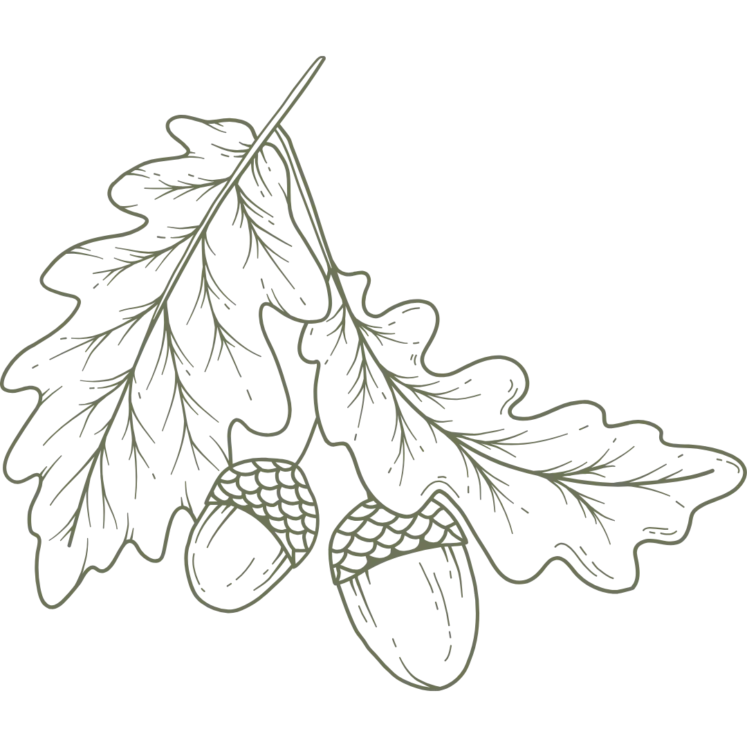 Line drawing of an oak branch with leaves and acorns.