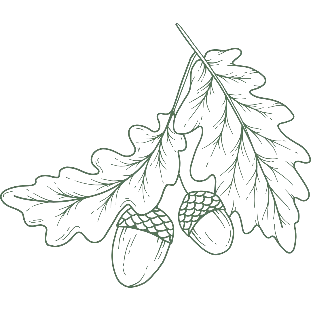 Line drawing of an oak twig with leaves and acorns.