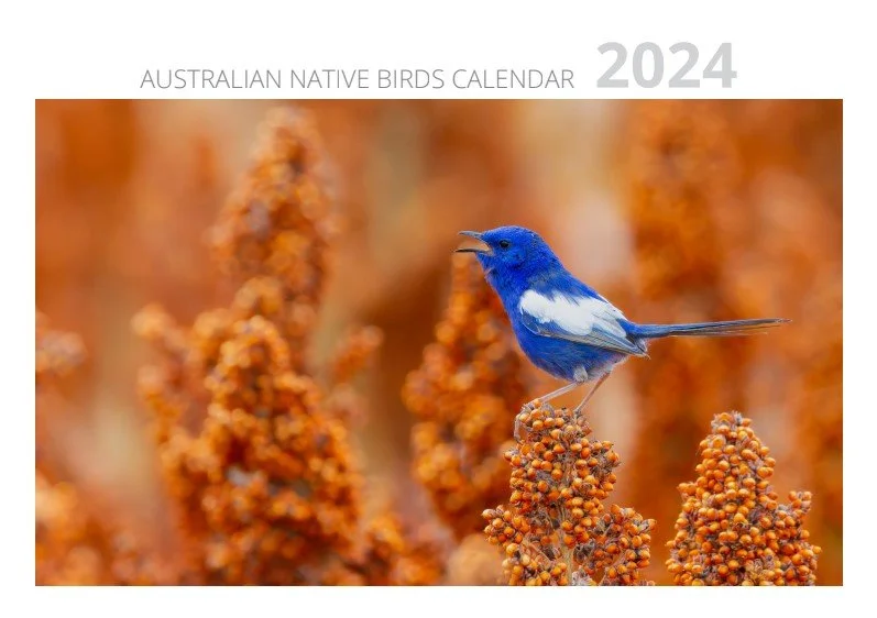 Mick Kelly Photography