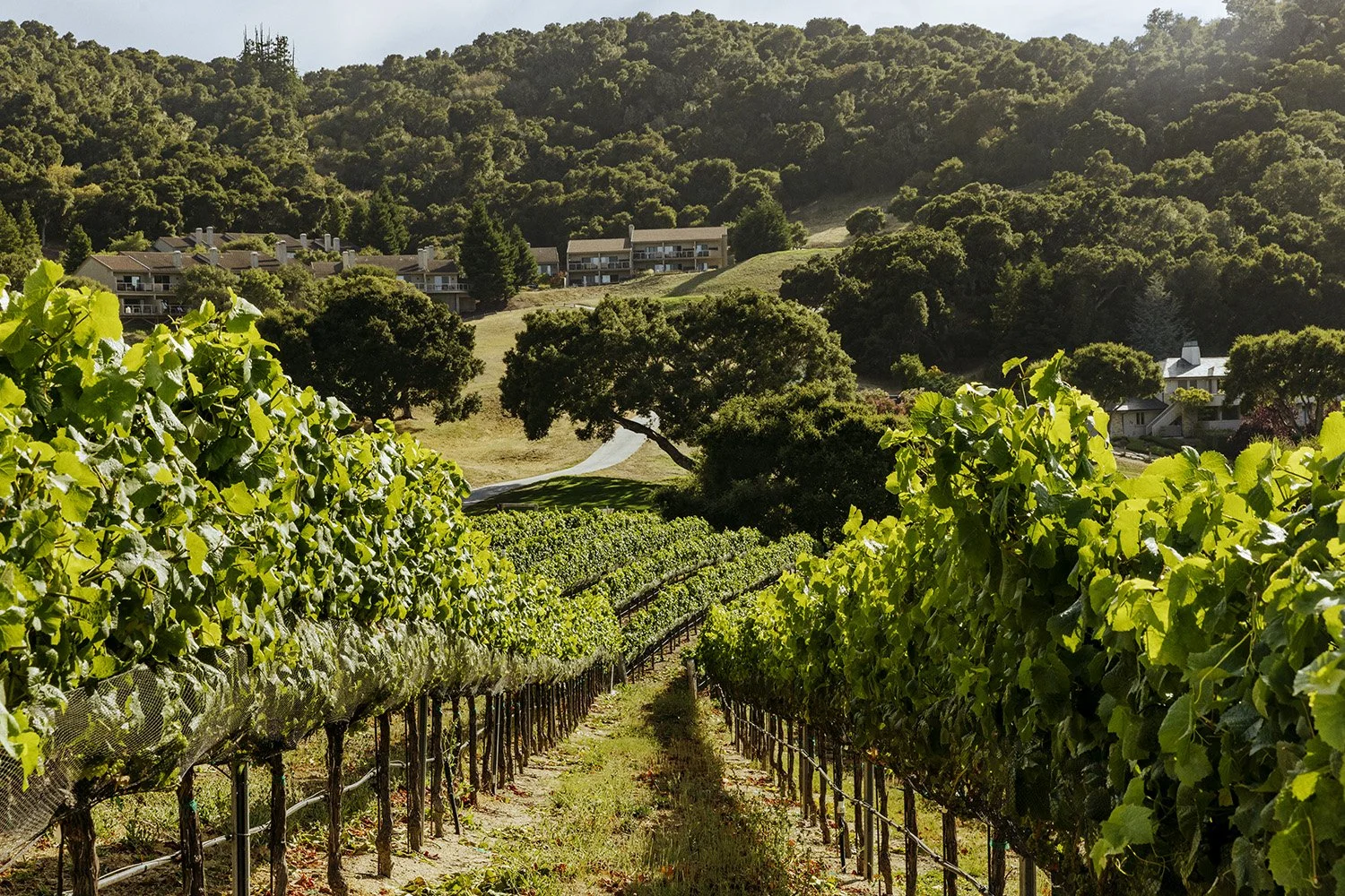 Napa_CarmelValleyRanch_Exterior_Vineyard_080524_IMG_3266_v1_QC_R600.jpg