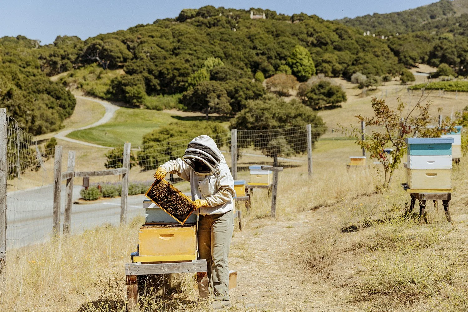 Napa_CarmelValleyRanch_Activities_Beekeeping_080424_IMG_1758_v1_QC_R600.jpg