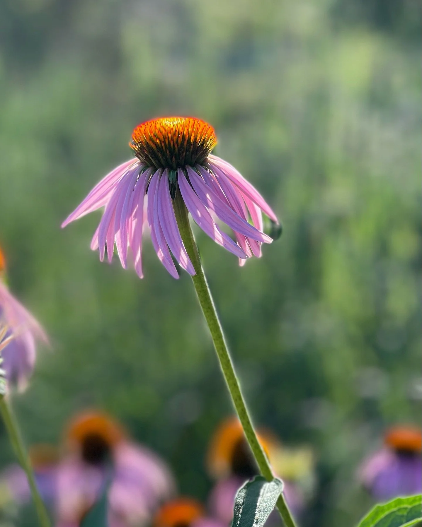 it&rsquo;s like they were all clamoring to tell me this story. one I know, but maybe, sometimes forget. the story of this sweet simple rhythm of life. the one that moves in a steady, constant, reliable way. the one that, as it turns, the rest ebbs an