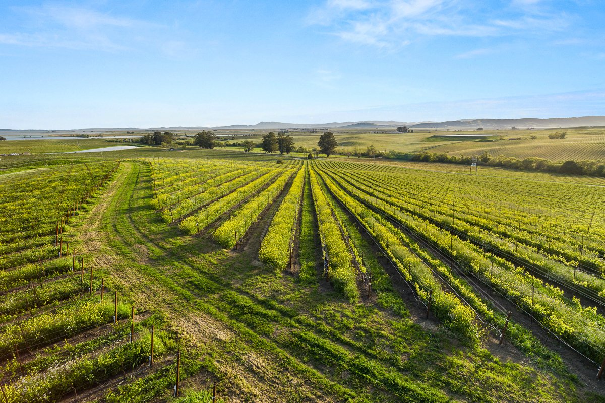 Calmere Estate Winery - MLS Web-75.jpg