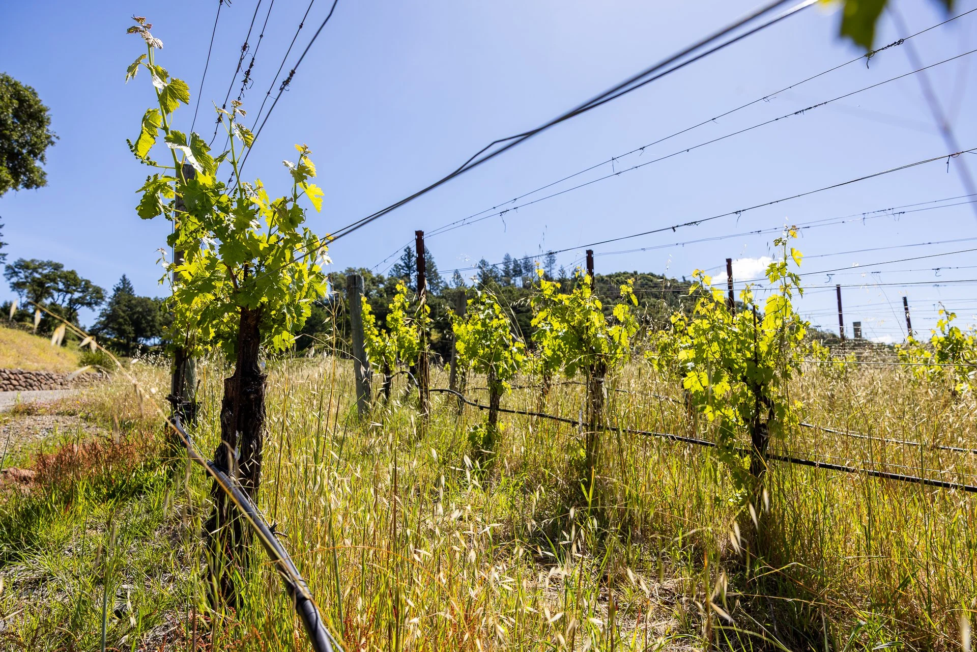 Lucero_Group_13414_Chalk_Hill_Rd-86.jpg