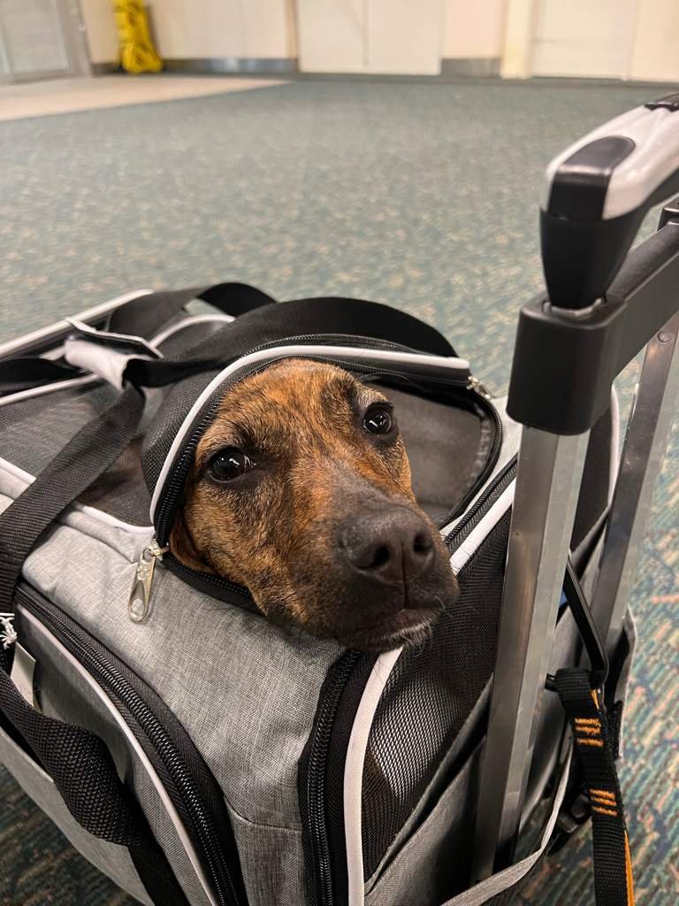 Flying with an In-Cabin Pet