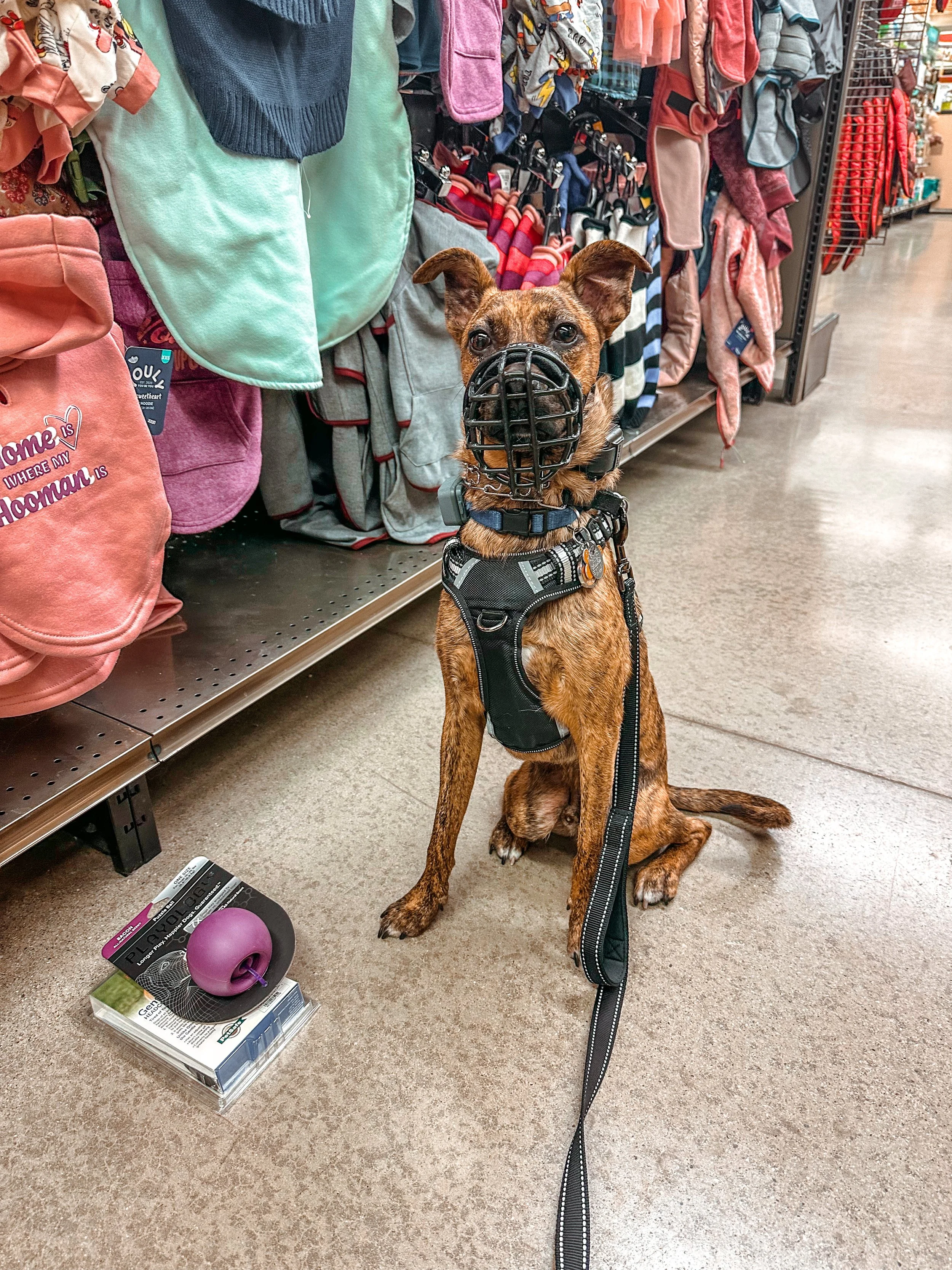 Training at a Pet Store