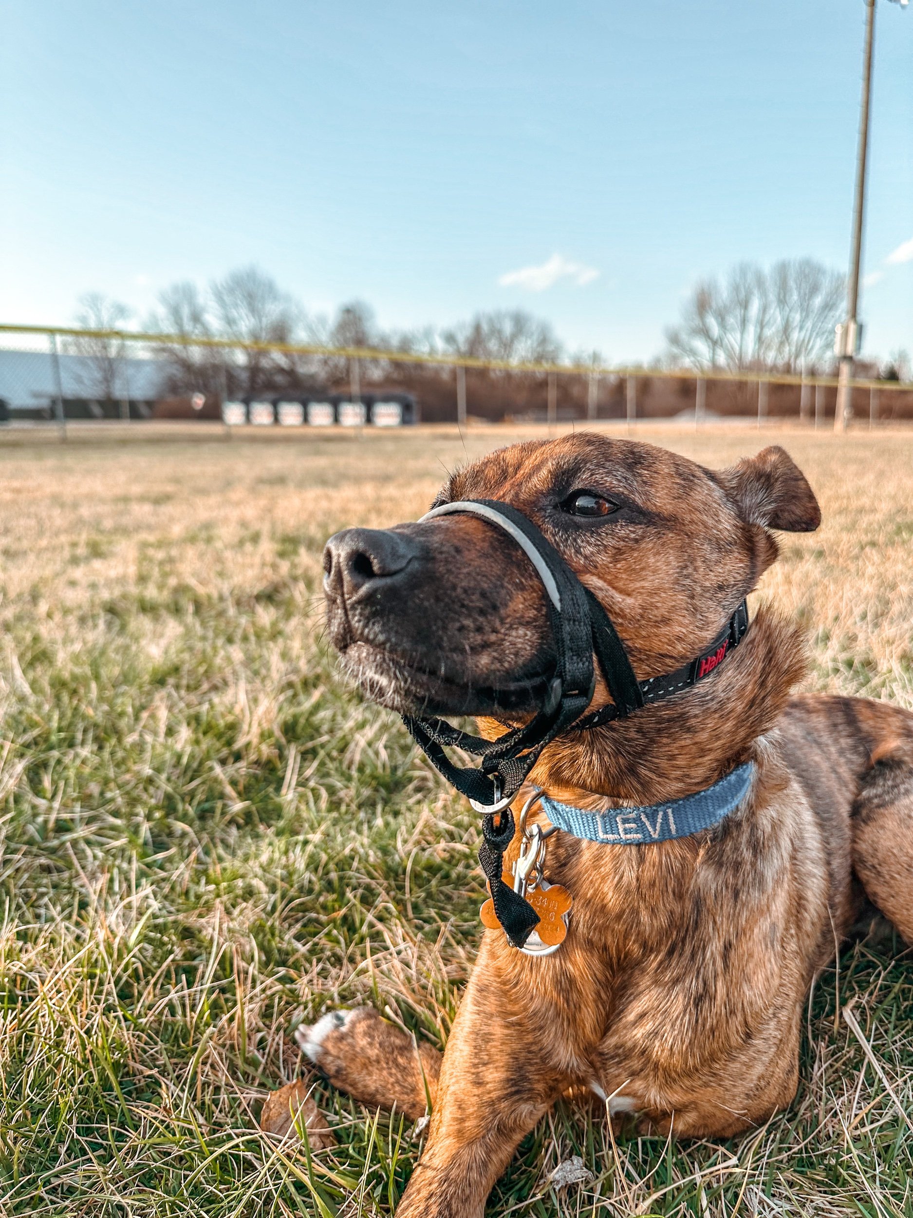 All About Head Collars